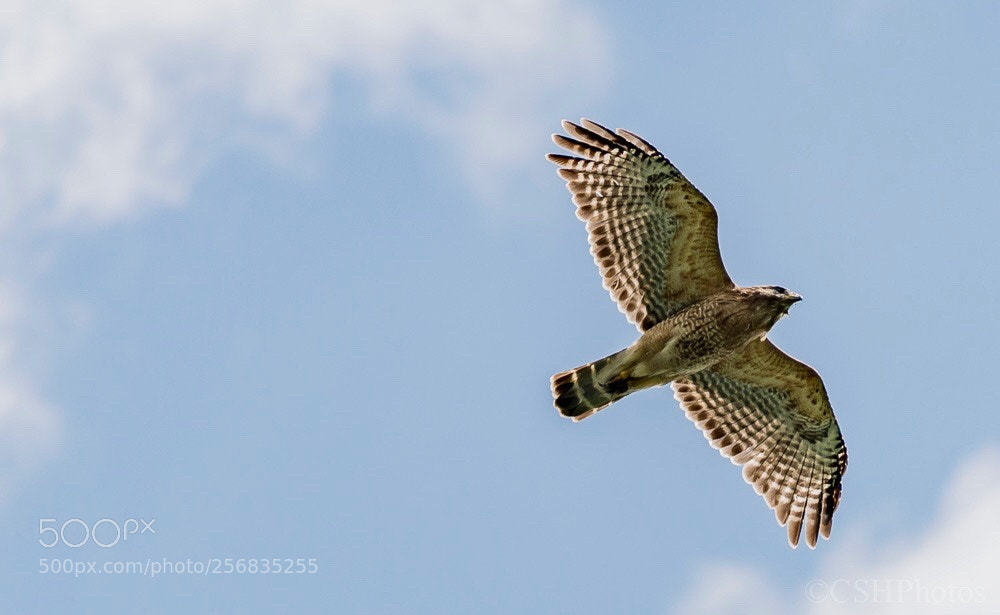 Nikon D500 sample photo. Hawk in flight photography