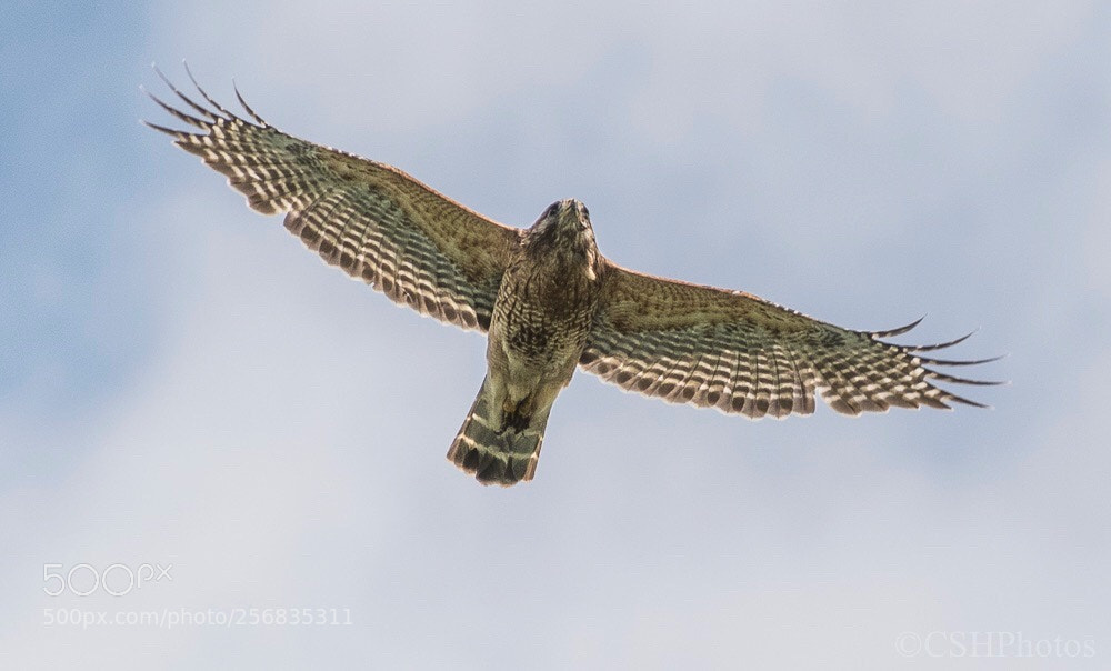 Nikon D500 sample photo. Wings wide open  photography