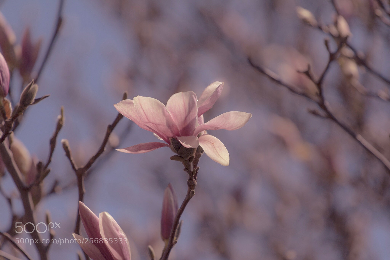 Canon EOS 750D (EOS Rebel T6i / EOS Kiss X8i) sample photo. My tree photography