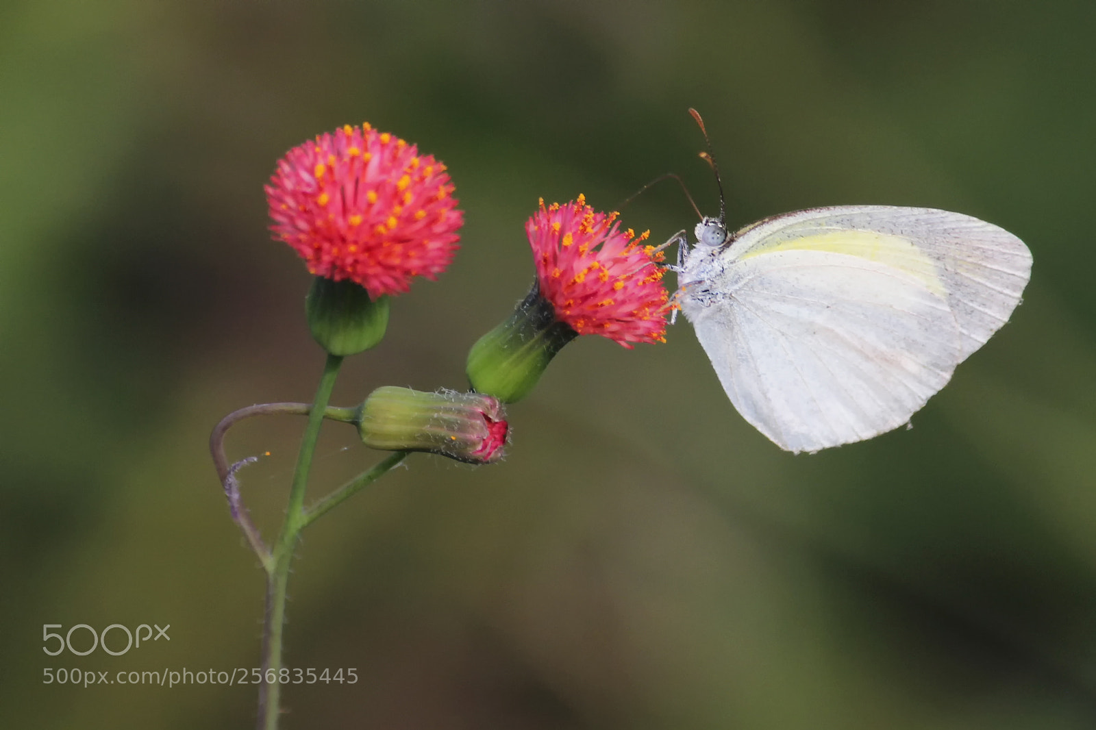 Canon EOS 600D (Rebel EOS T3i / EOS Kiss X5) sample photo. Butterfly and flowers photography