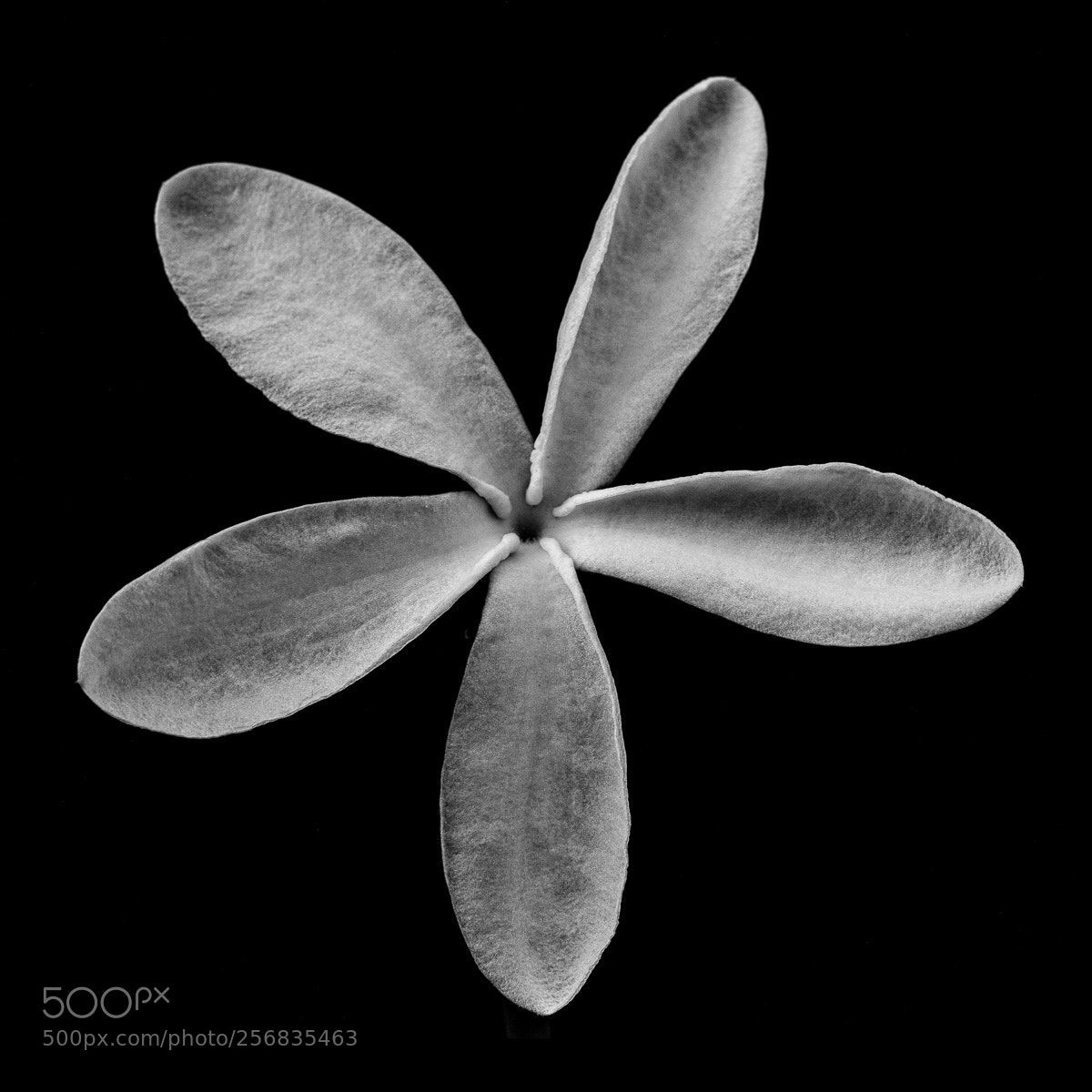 Canon EOS 5D Mark II sample photo. Pinwheel photography