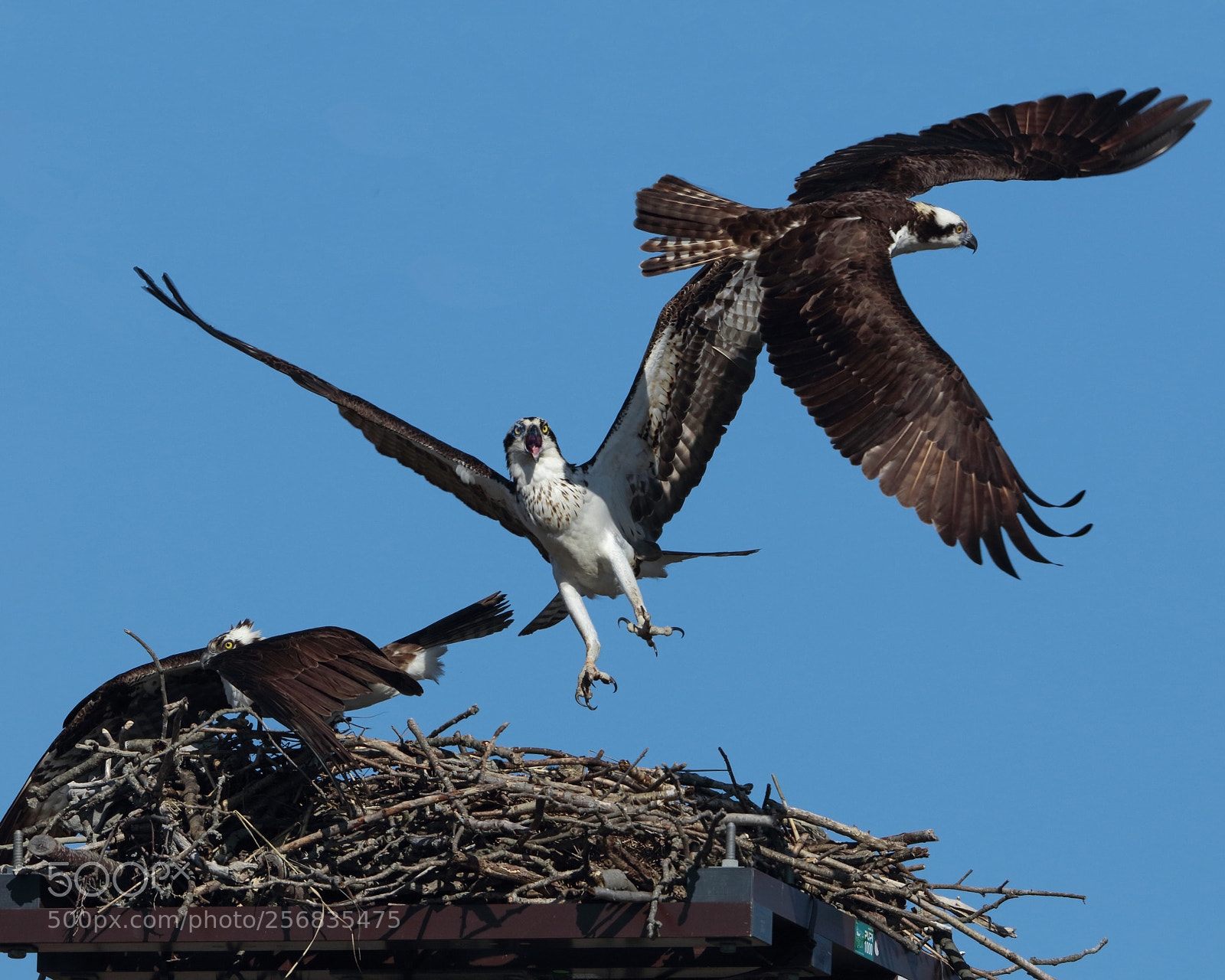 Canon EOS 5DS R sample photo. Fed off i'll guard photography