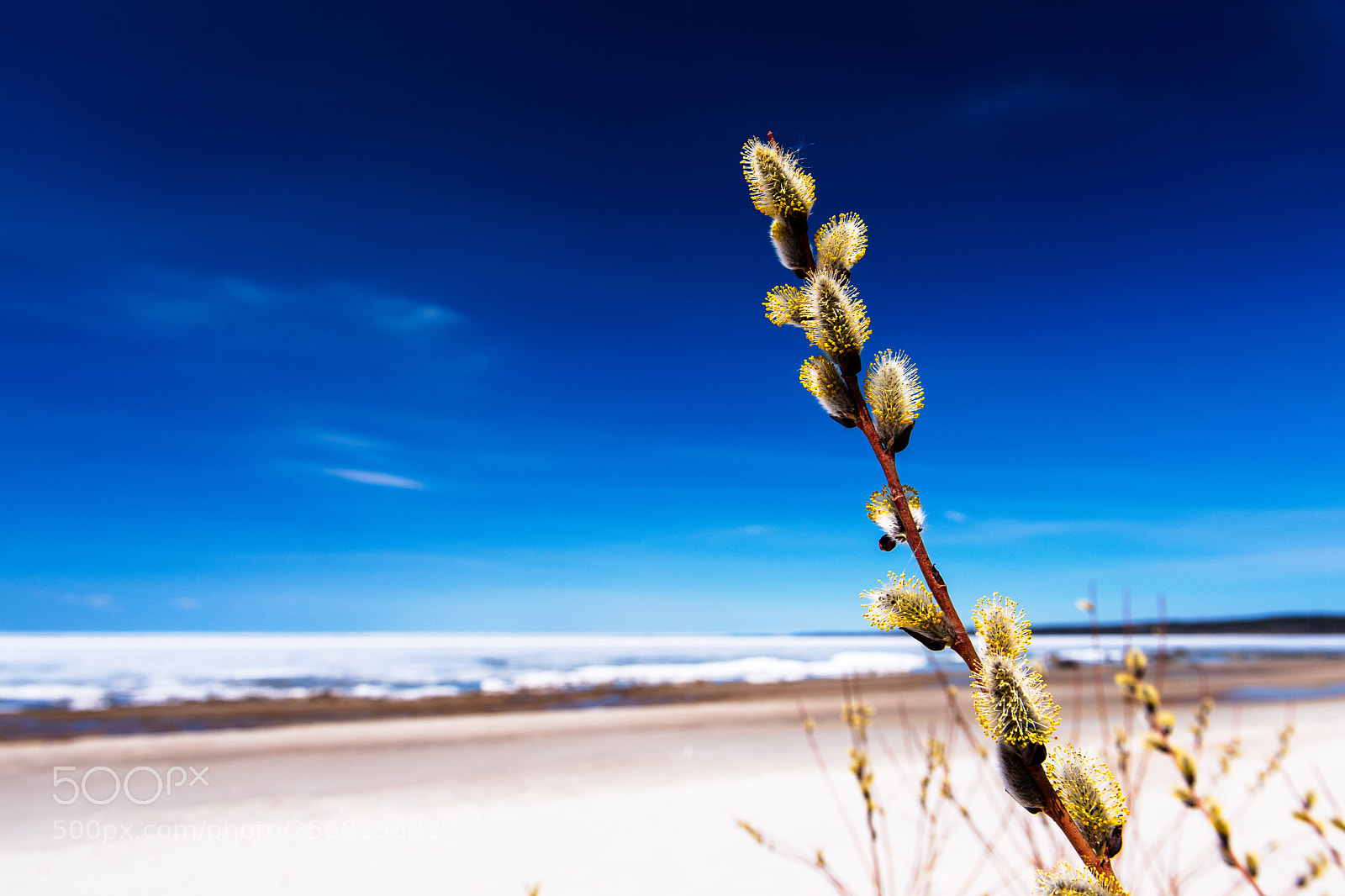 Nikon D810 sample photo. Emergence photography