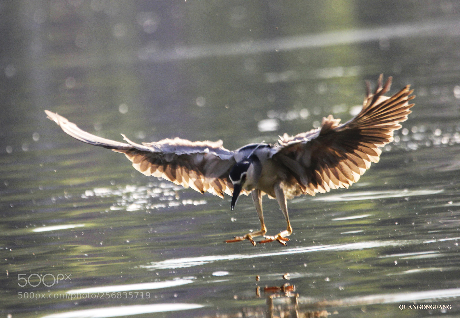 Canon EOS 60D sample photo. 夜鹭night heron photography