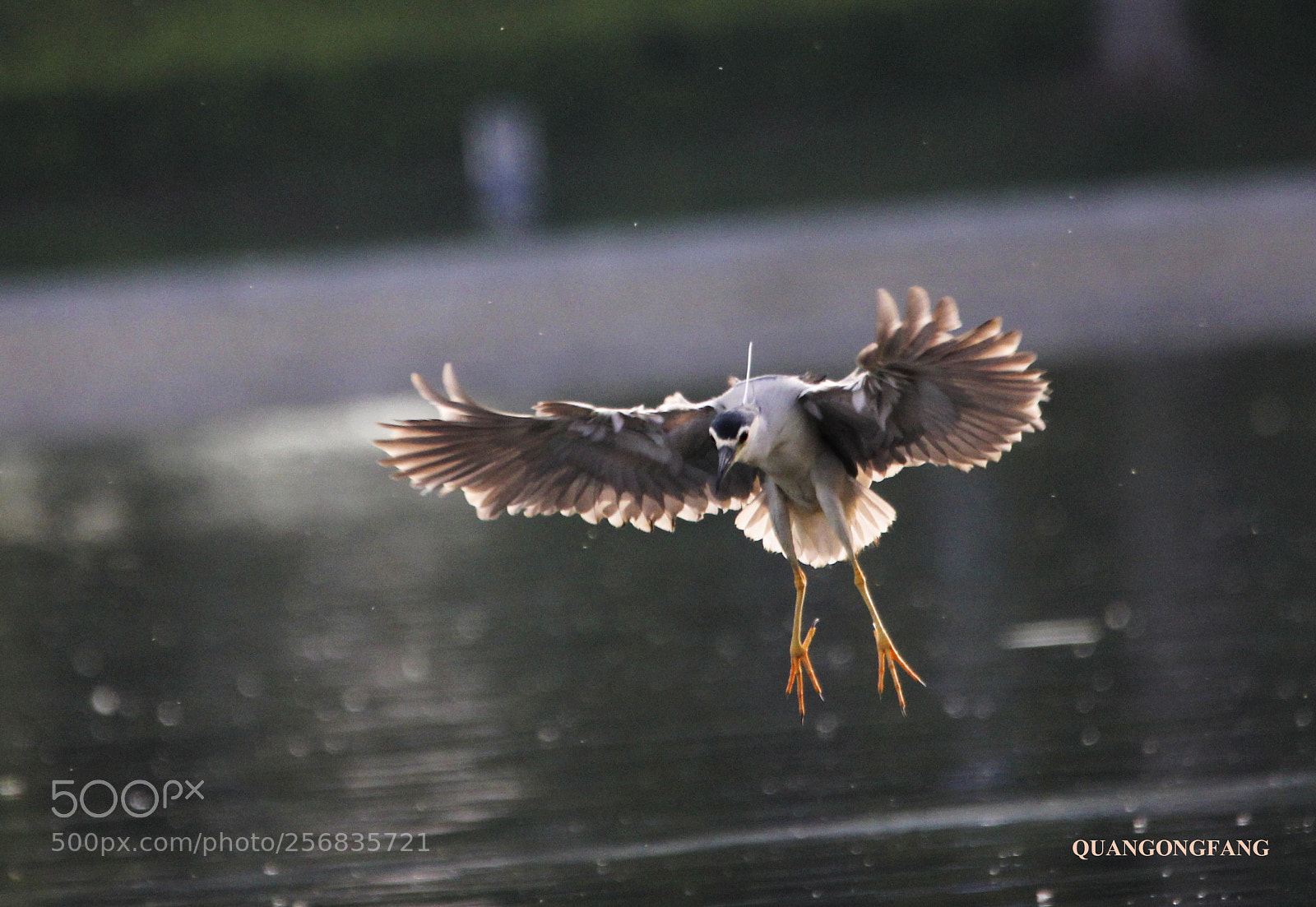 Canon EOS 60D sample photo. 夜鹭night heron photography