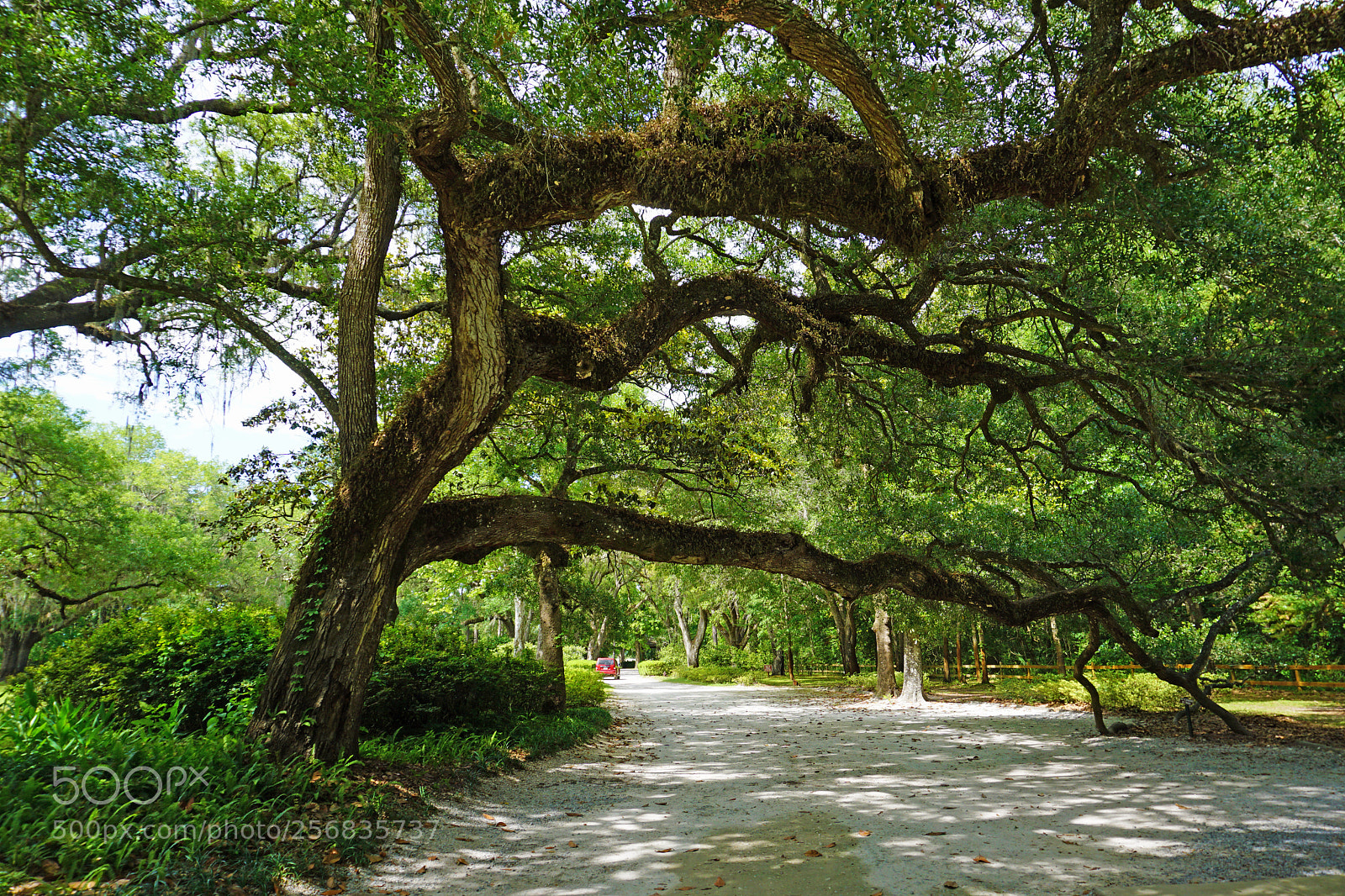 Sony a6000 sample photo. Florida eden garden state photography