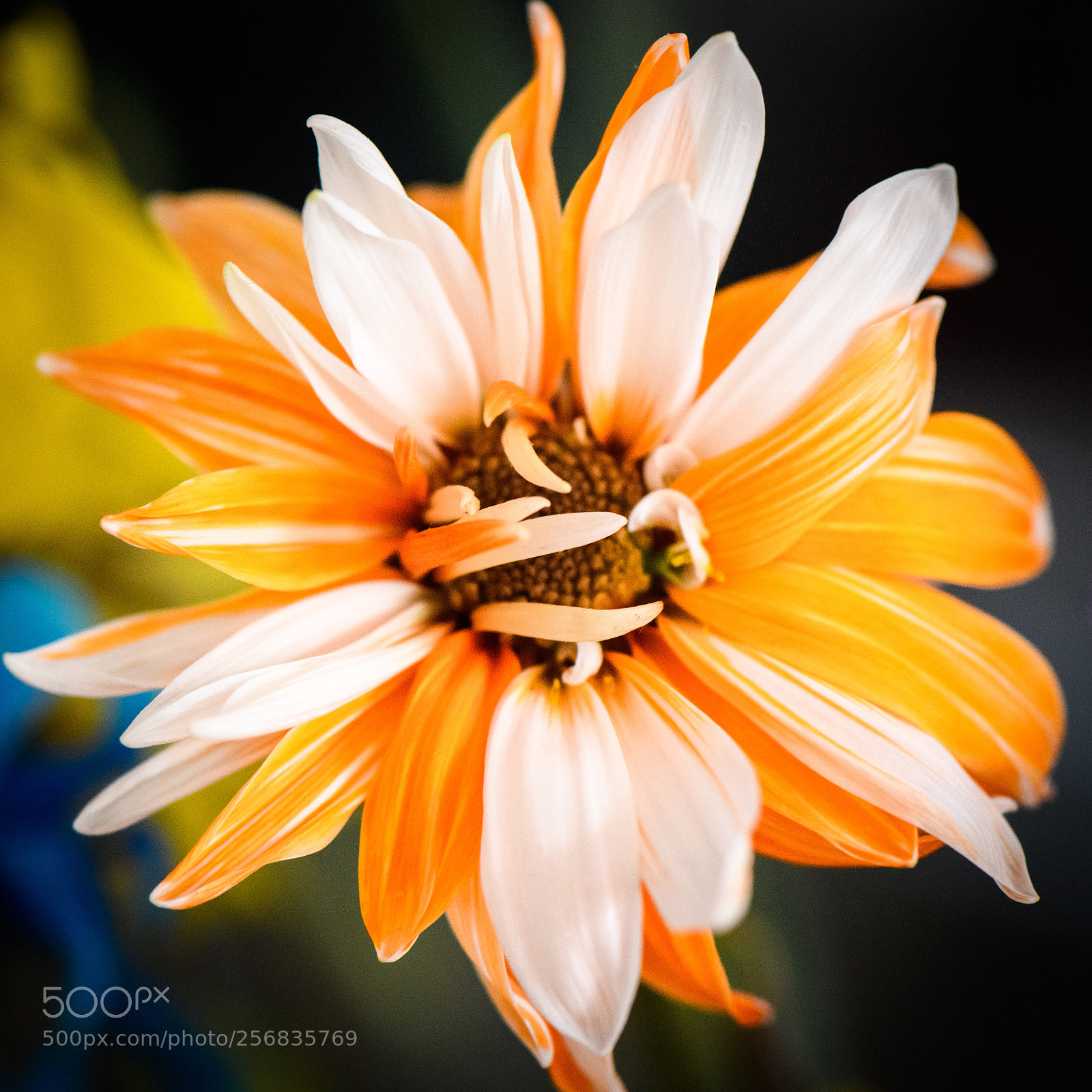Nikon D850 sample photo. Orange explosion photography