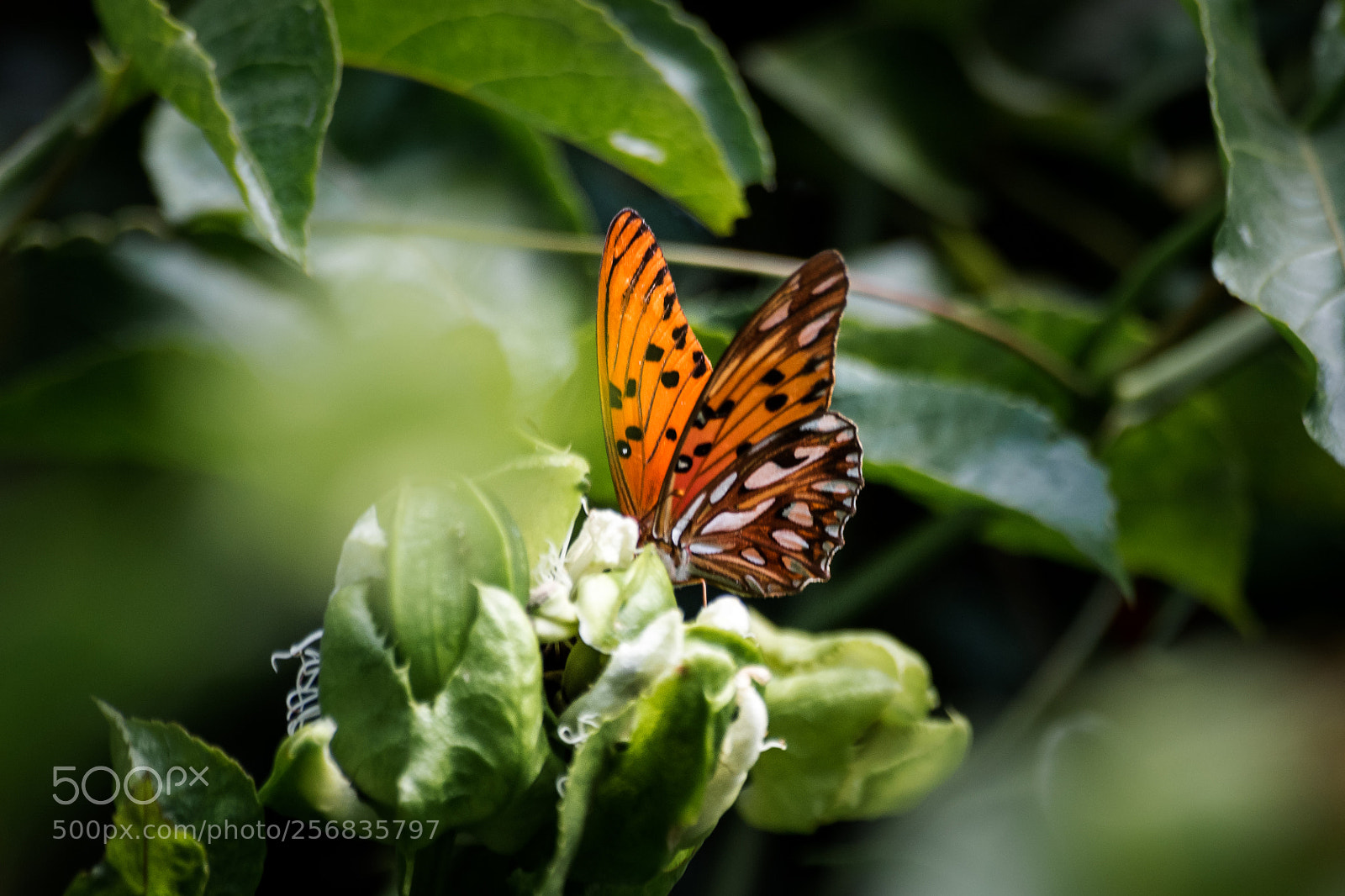 Nikon D5500 sample photo. Delicate photography