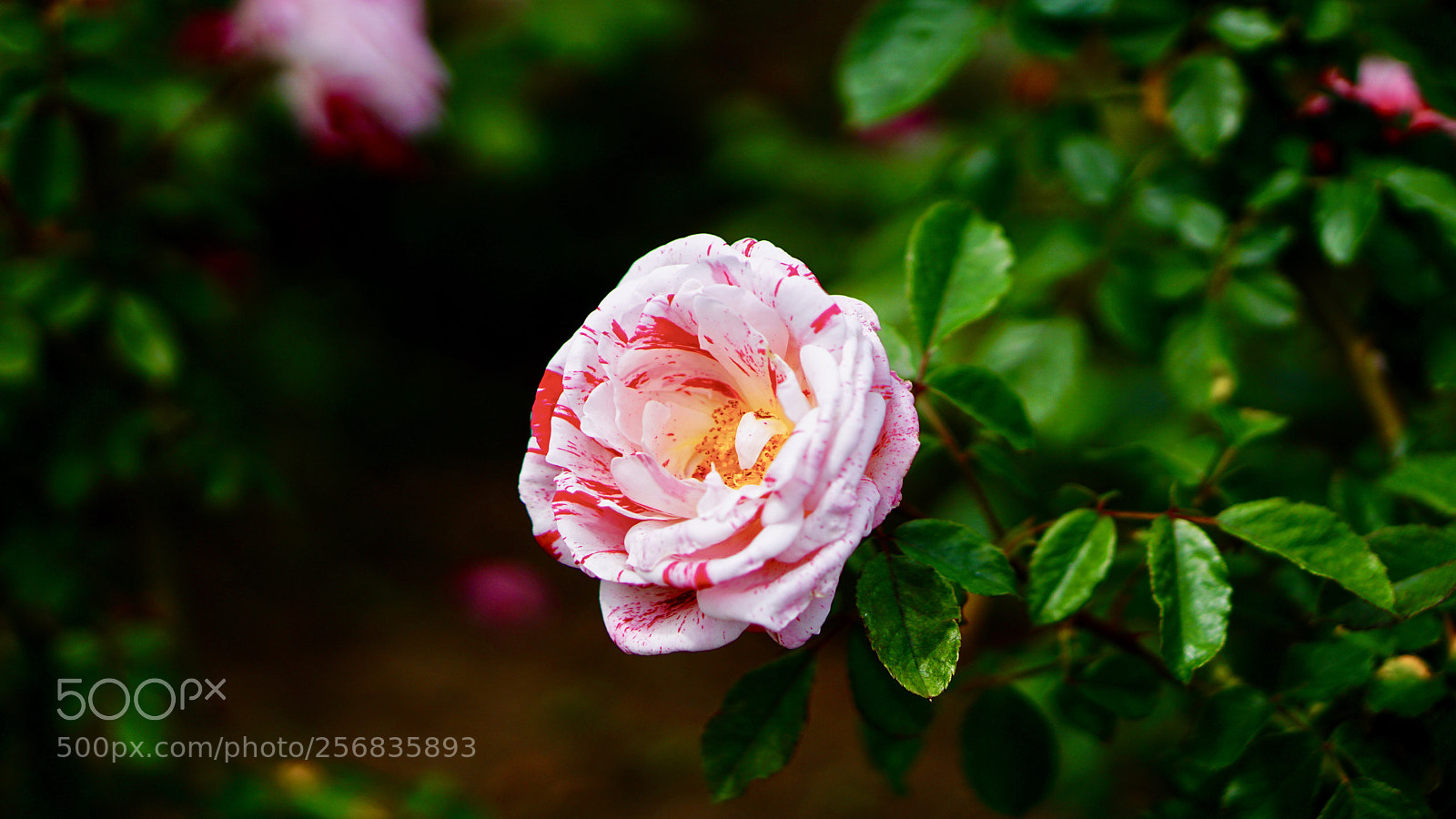 Sony a6000 sample photo. Untitled photography