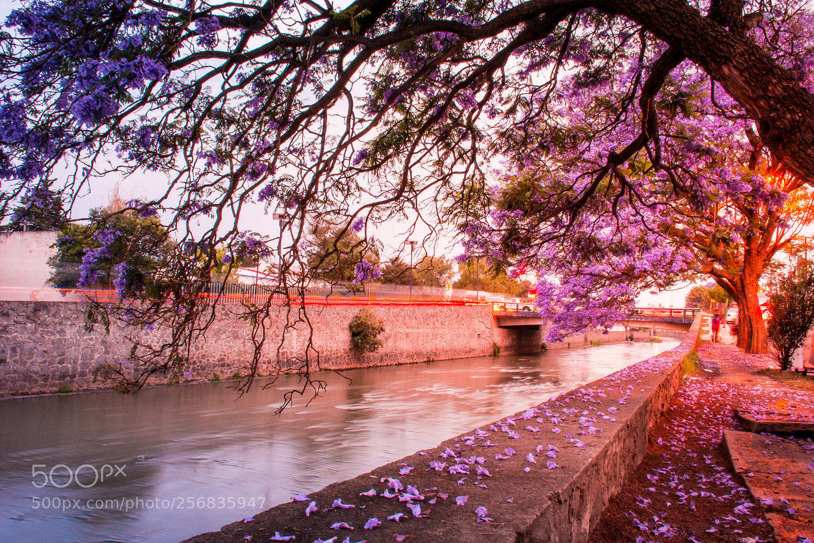 Nikon D7100 sample photo. Tiempo de jacarandas photography