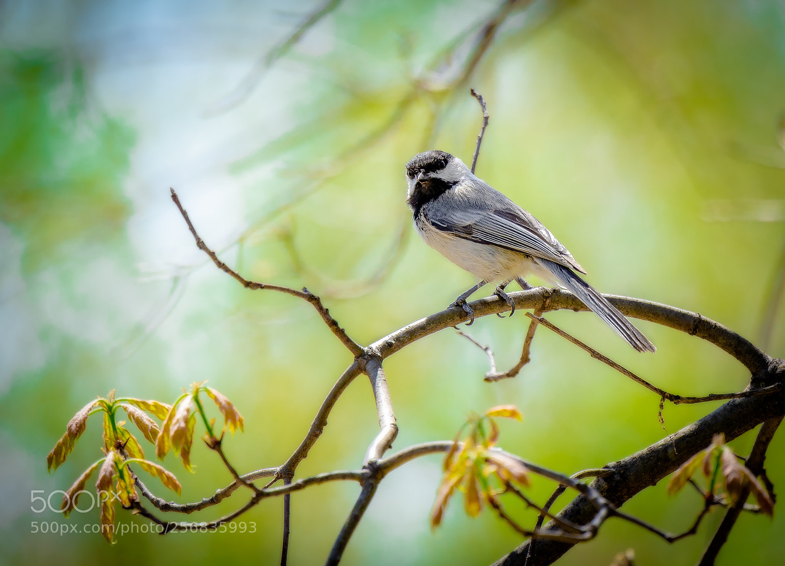 Sony a7 III sample photo. Baby towhee photography