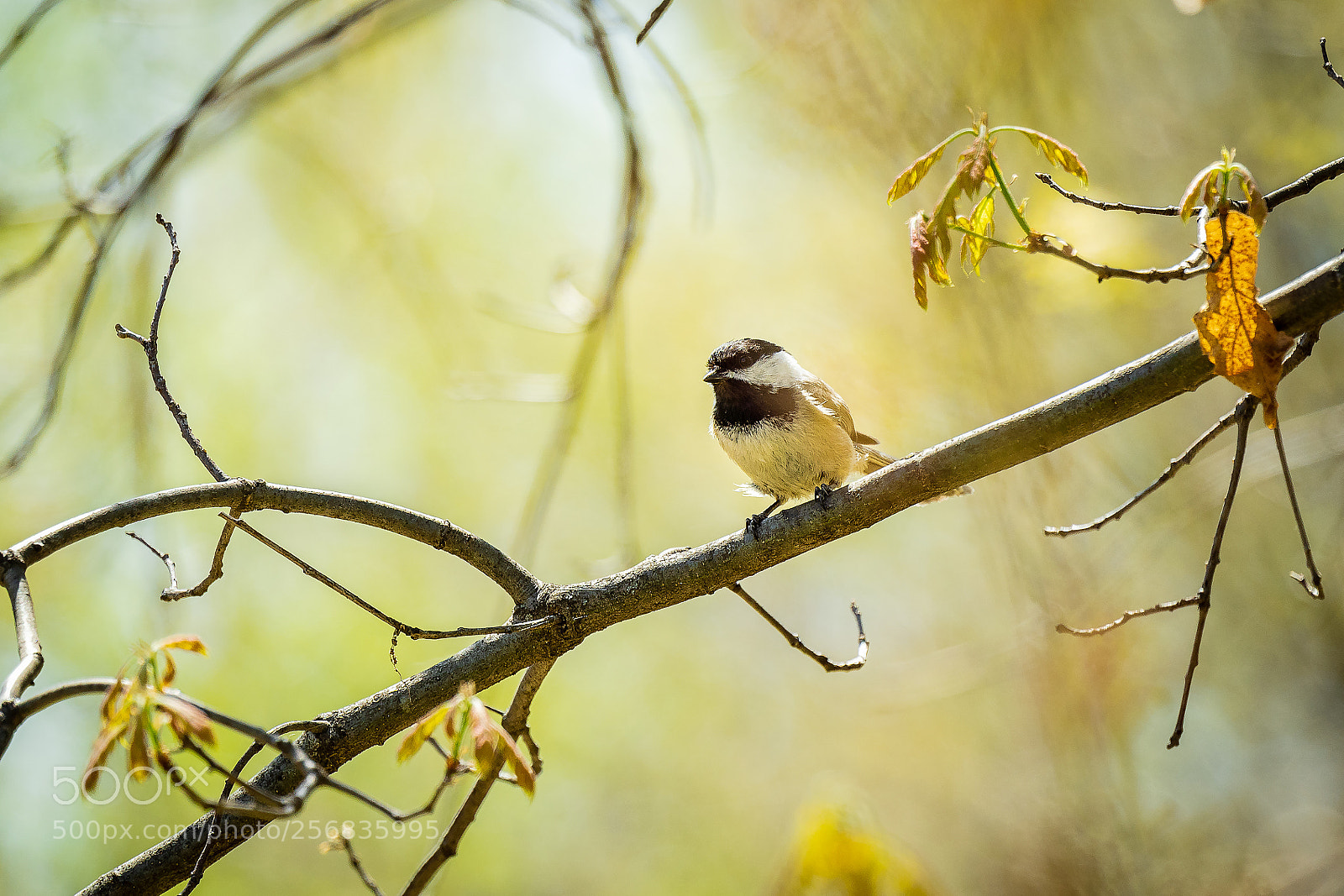 Sony a7 III sample photo. Baby towhee photography