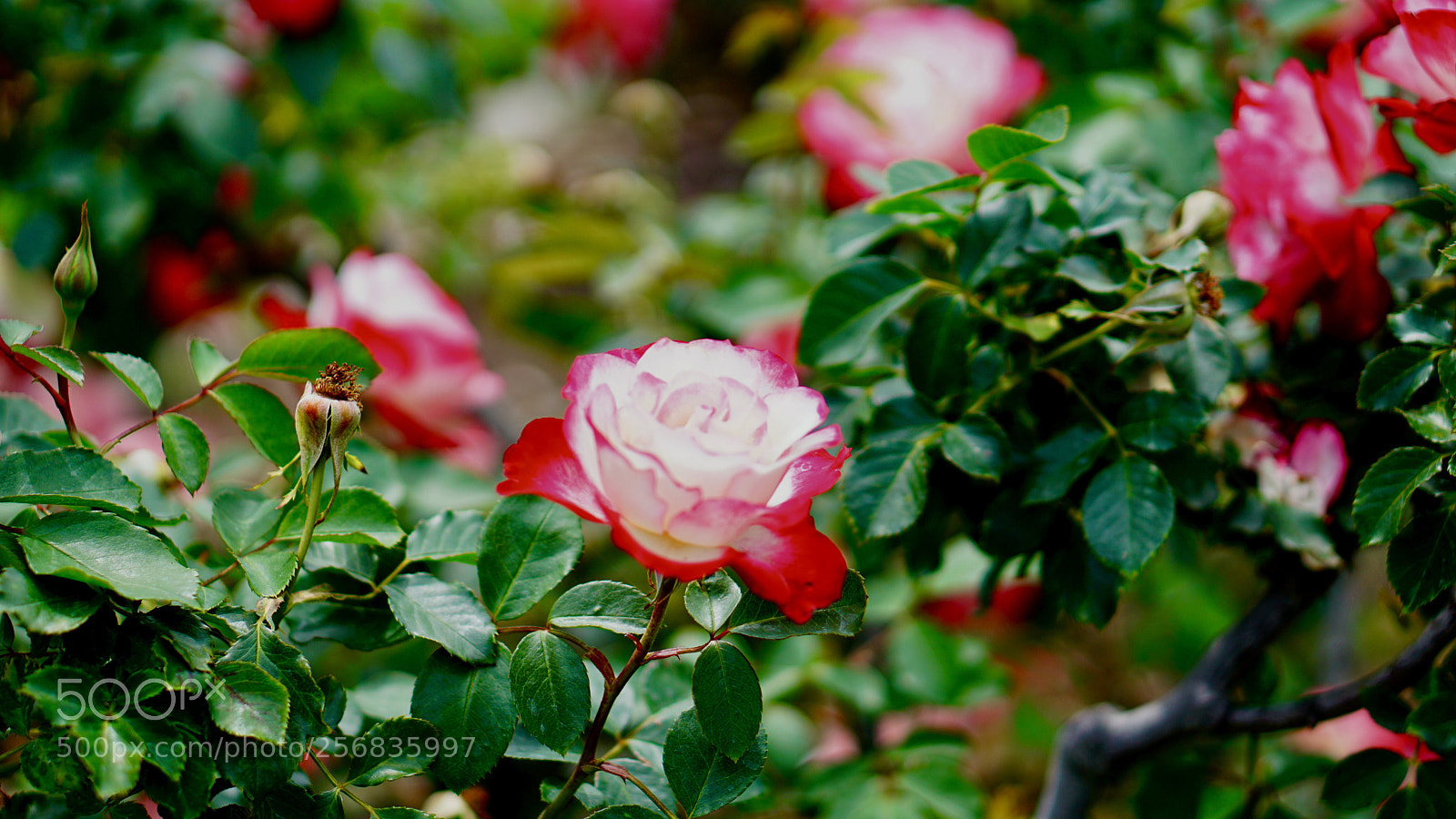 Sony a6000 sample photo. Floral gardens in la photography