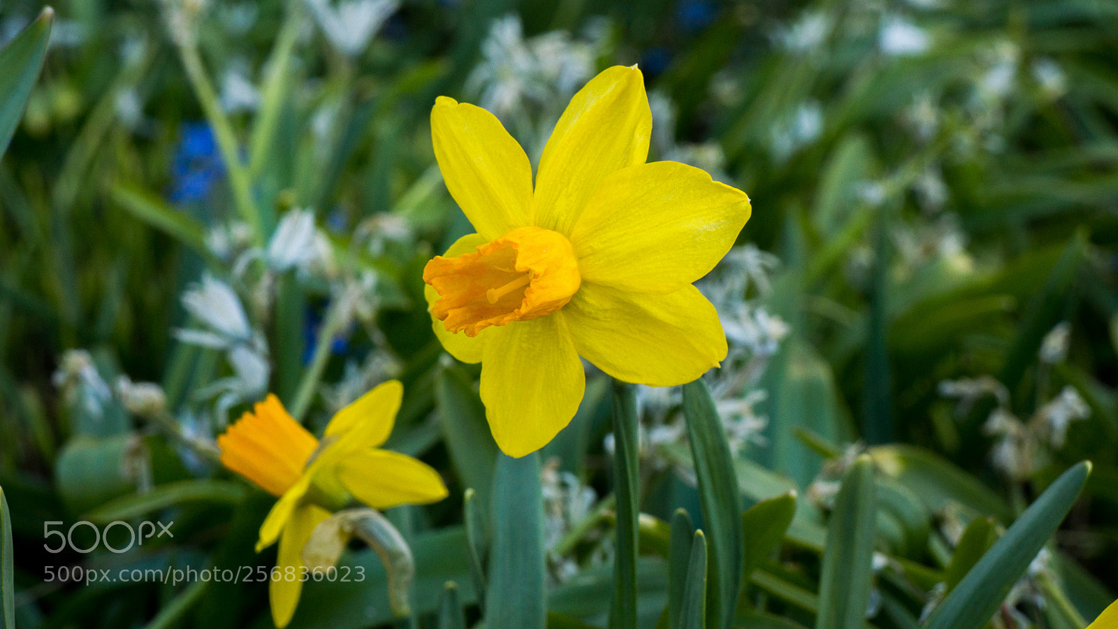 Sony Alpha NEX-7 sample photo. Untitled photography