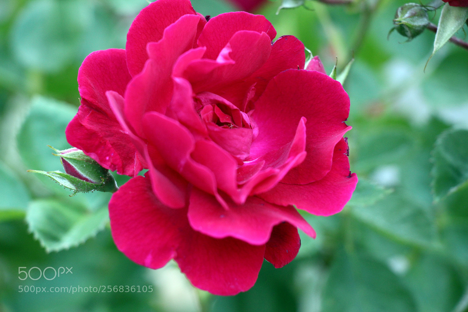 Canon EOS 600D (Rebel EOS T3i / EOS Kiss X5) sample photo. A rose photography