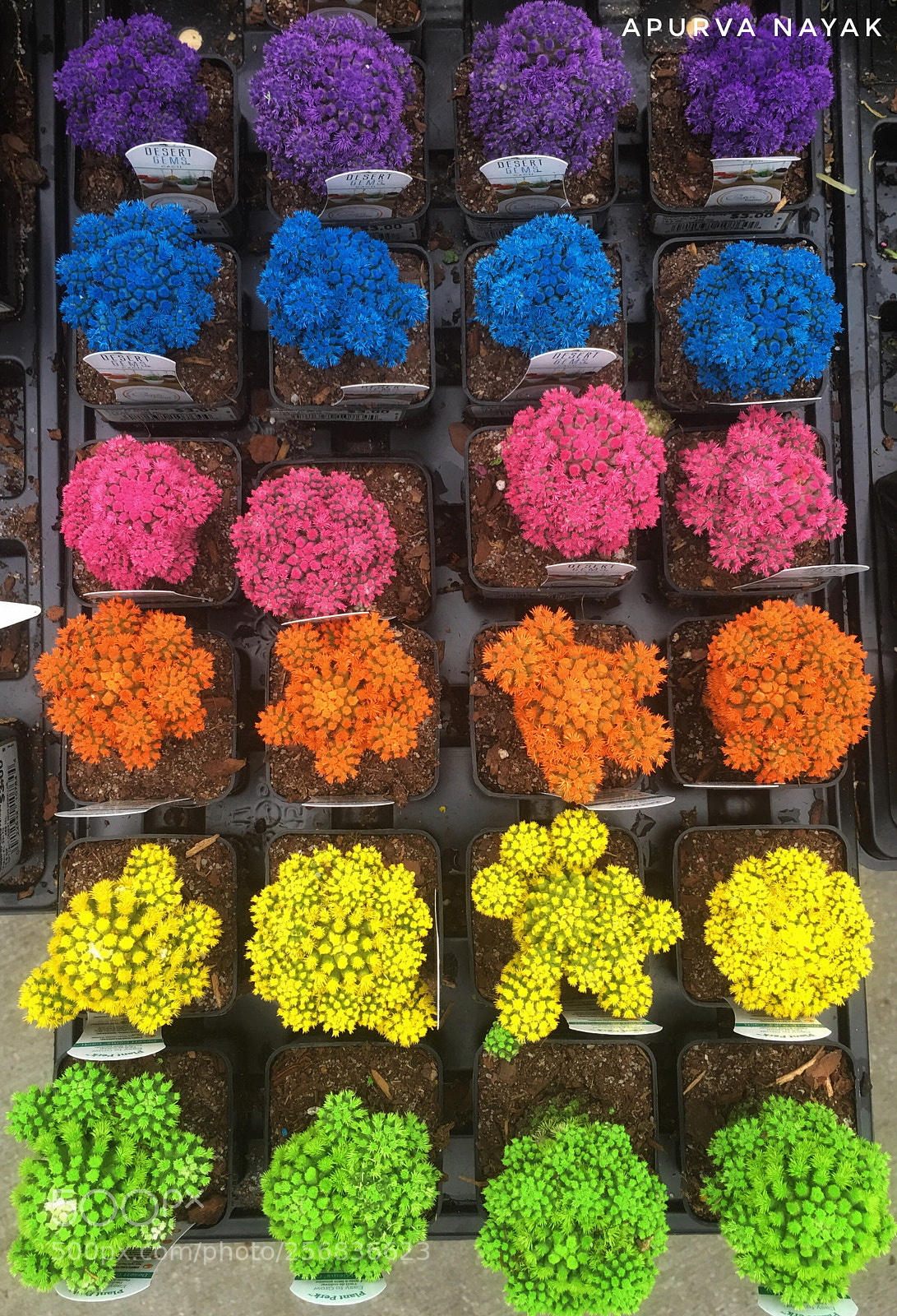Apple iPhone 6s Plus sample photo. ~ dessert gems ~ photography