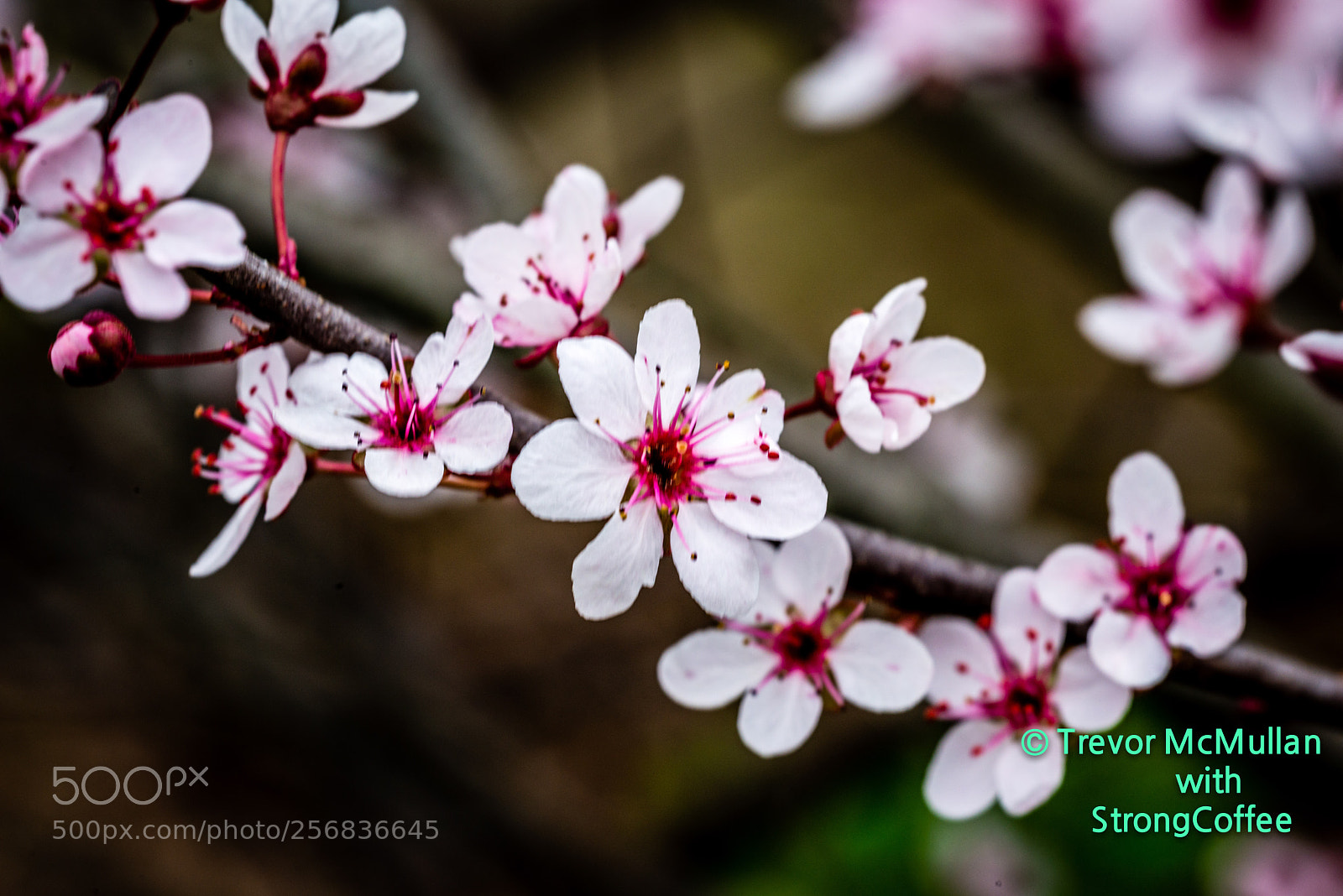 Nikon D800 sample photo. 2018 blossom photography