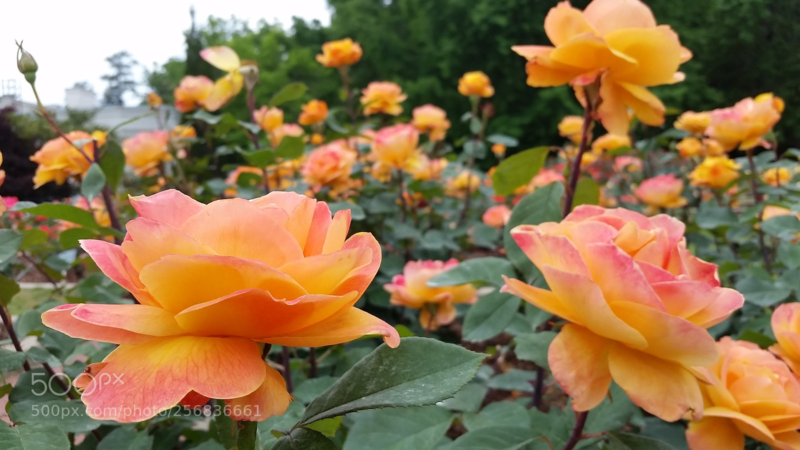 Samsung Galaxy S5 sample photo. Strike it rich roses photography