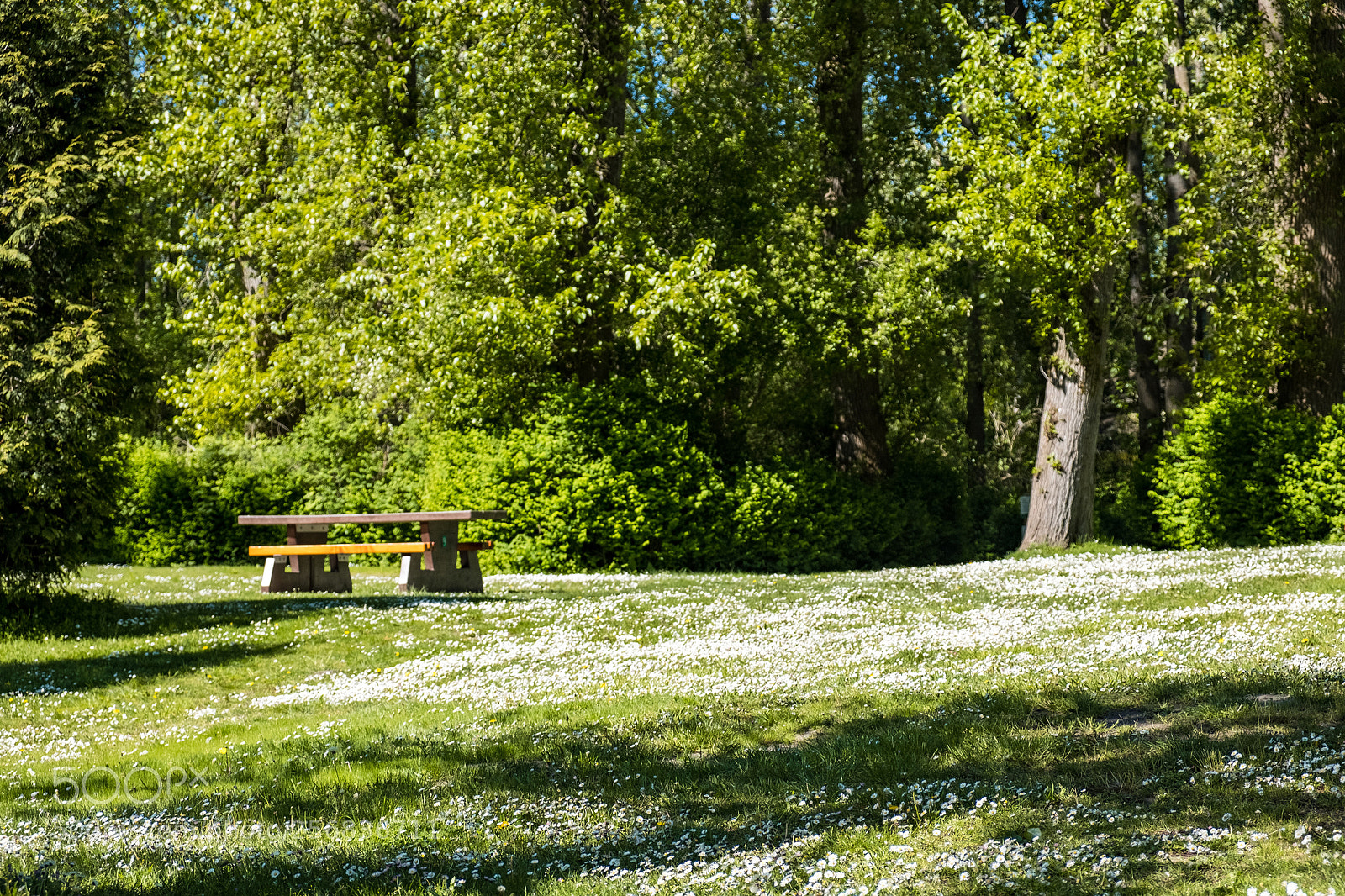 Fujifilm X-T20 sample photo. White flower covered park photography