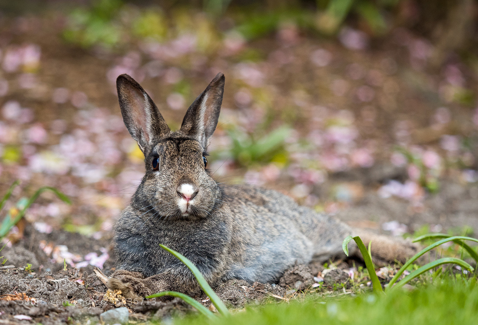 Olympus OM-D E-M5 II sample photo. Relaxed rabbit photography