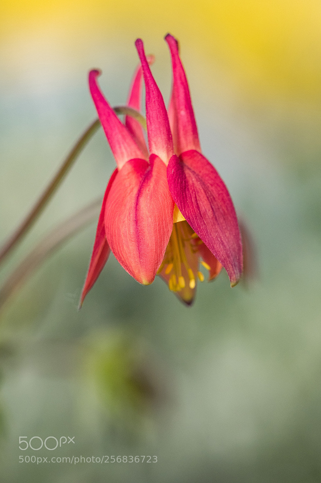 Olympus OM-D E-M5 II sample photo. Red flower under the photography