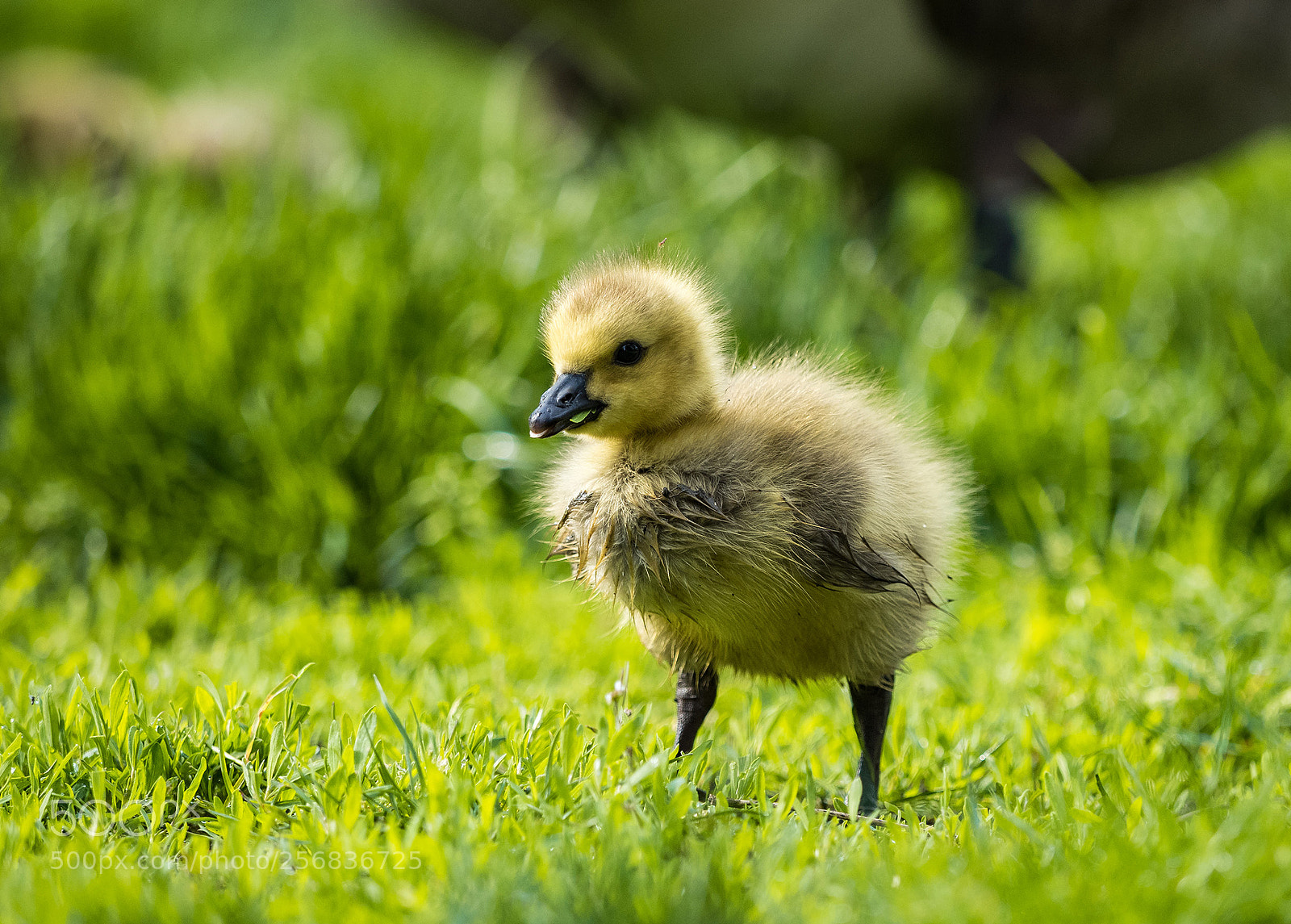 Olympus OM-D E-M5 II sample photo. Cute gosling photography