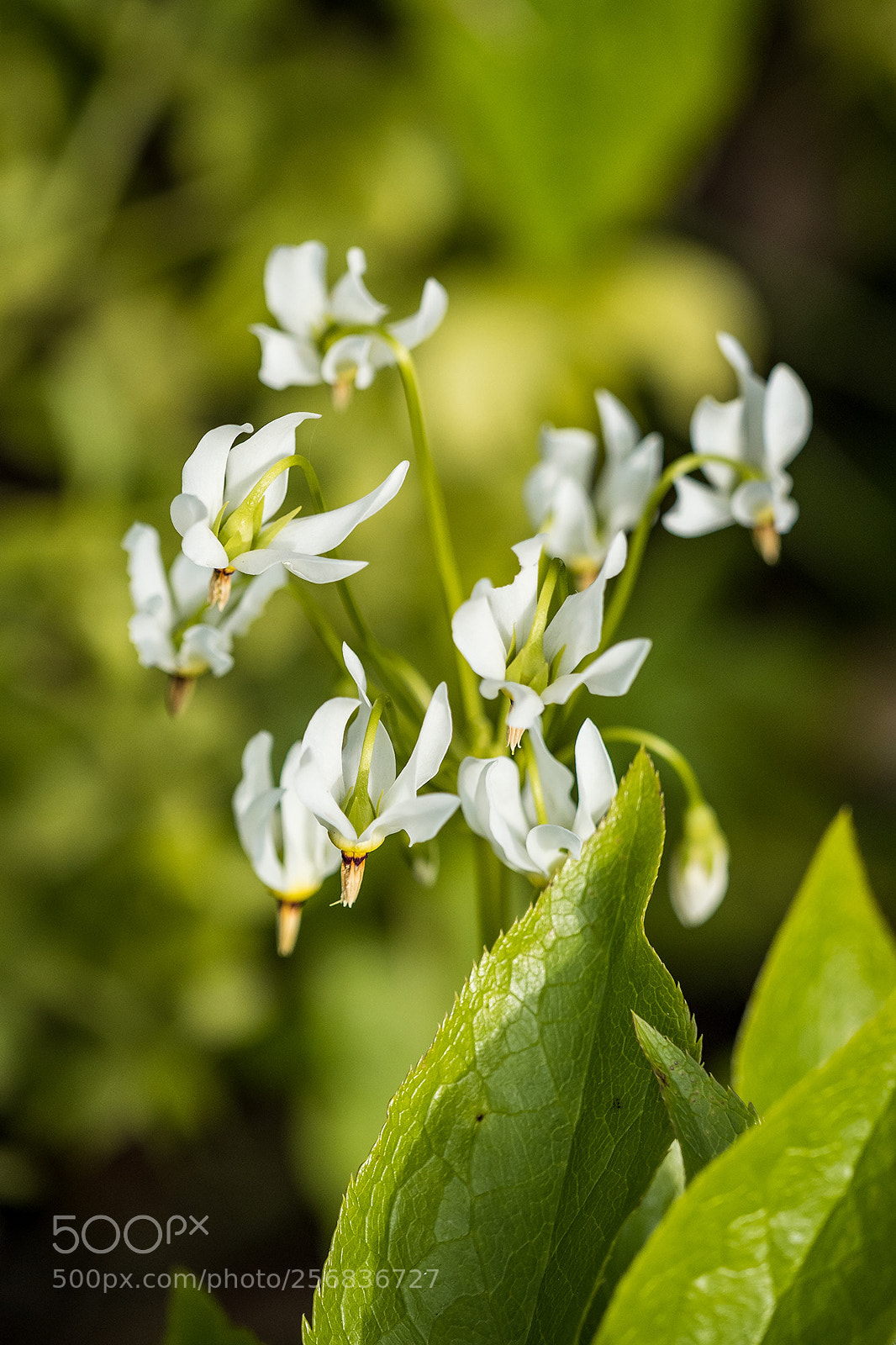 Olympus OM-D E-M5 II sample photo. White flower photography