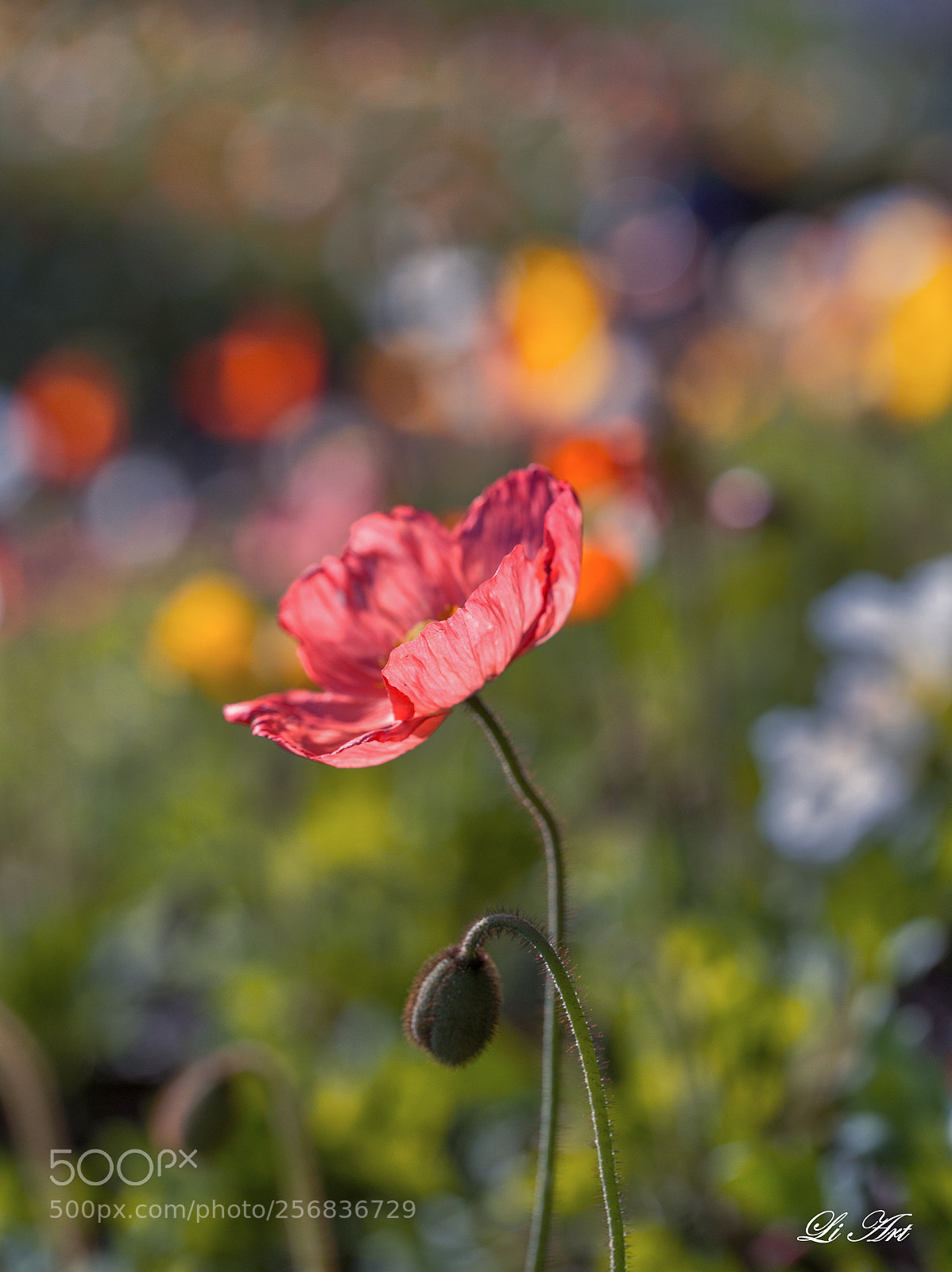 Canon EOS 6D sample photo. 翩翩起舞 photography