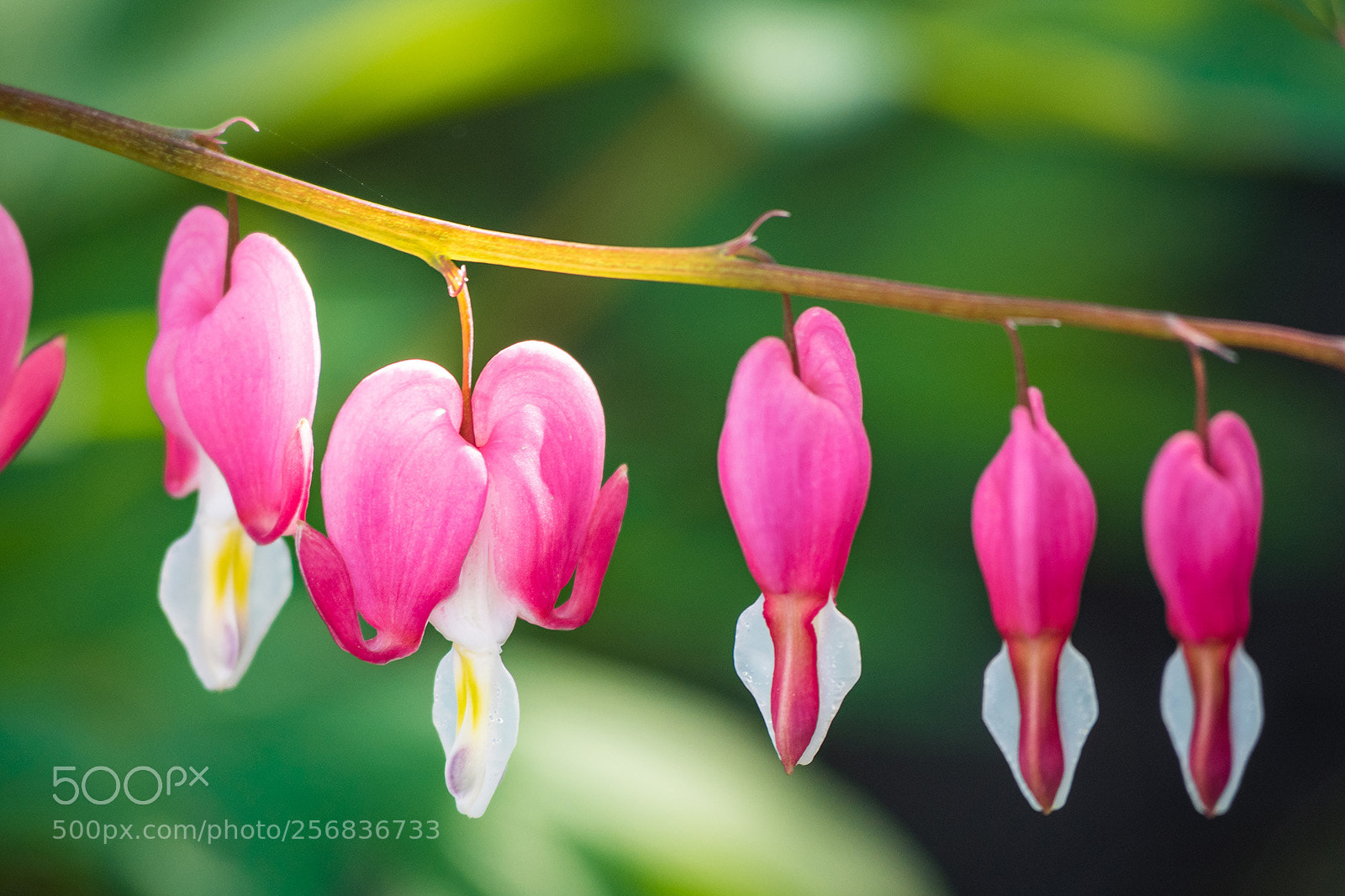 Olympus OM-D E-M5 II sample photo. Bleeding heart flower photography