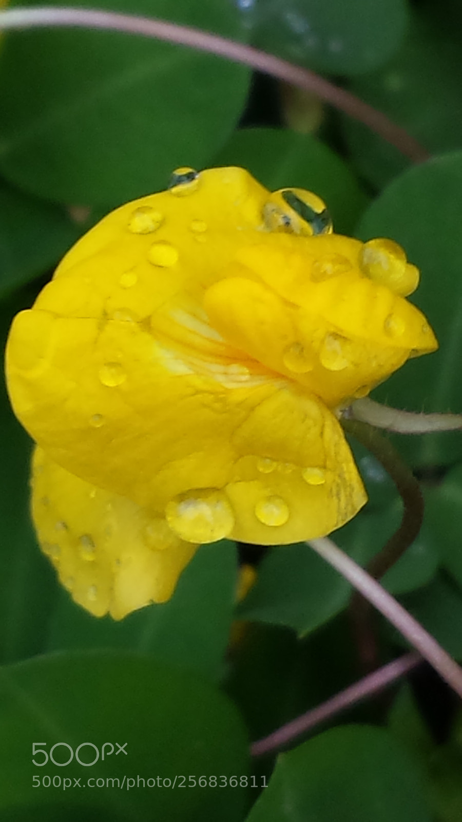 Samsung Galaxy S4 sample photo. Untitled photography