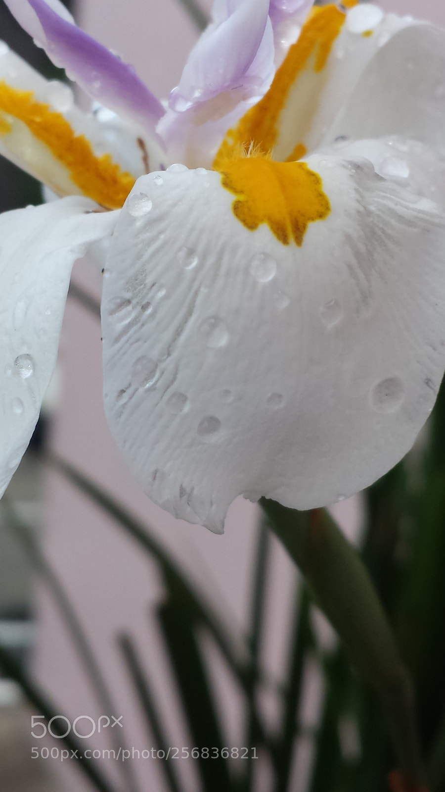 Samsung Galaxy S4 sample photo. Untitled photography