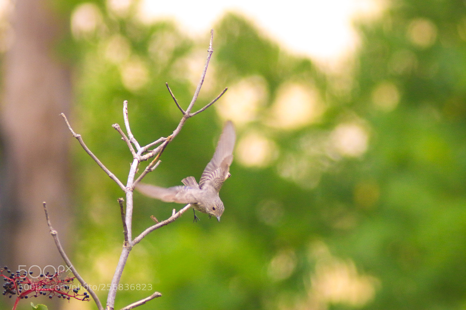 Canon EOS 70D sample photo. To fly photography