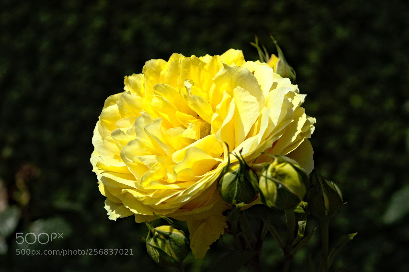 Nikon D3200 sample photo. Yellow flower photography
