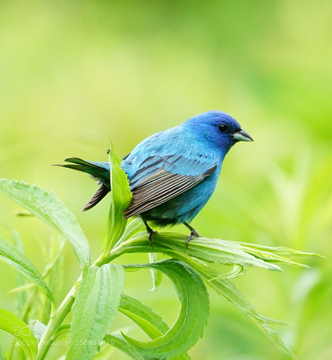 Sony a6000 sample photo. Indigo bunting photography