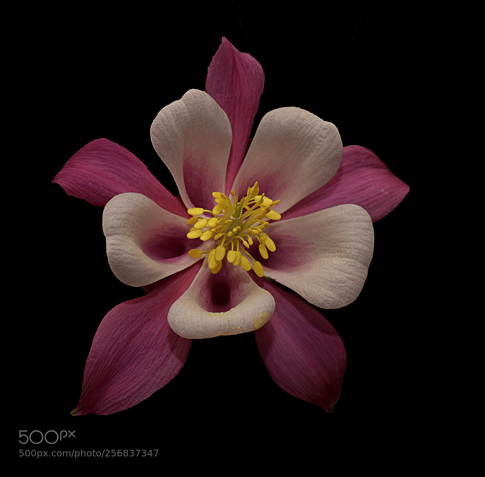 Nikon D810 sample photo. Pink columbine ii photography