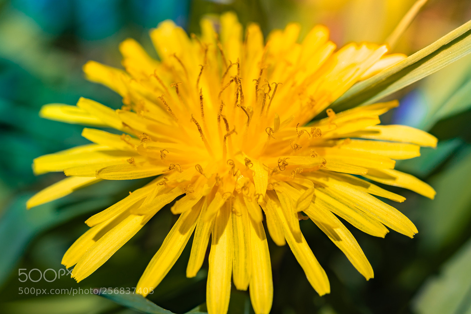 Nikon D750 sample photo. Dandelion photography