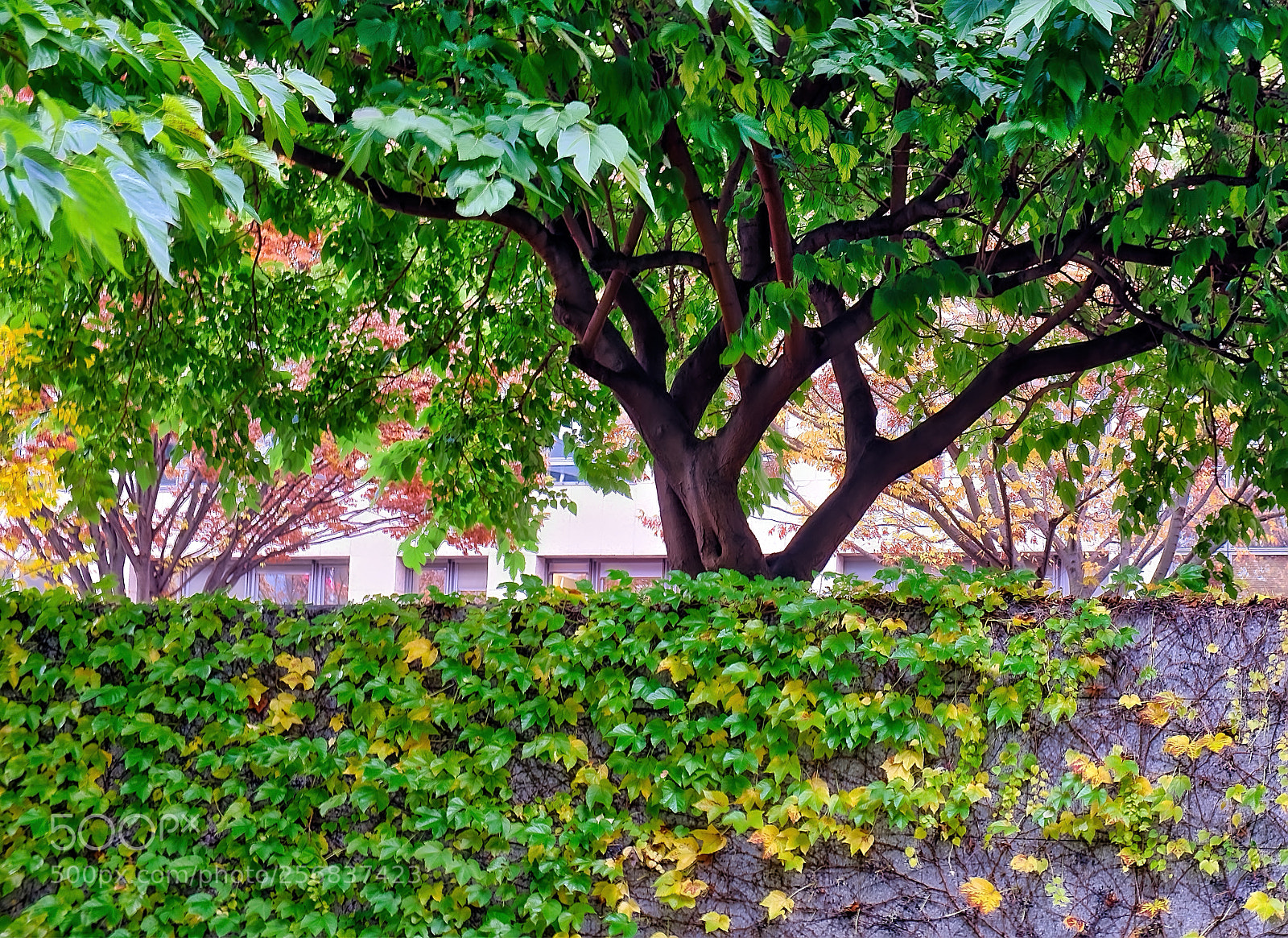 Fujifilm X-T1 sample photo. La nature en ville photography