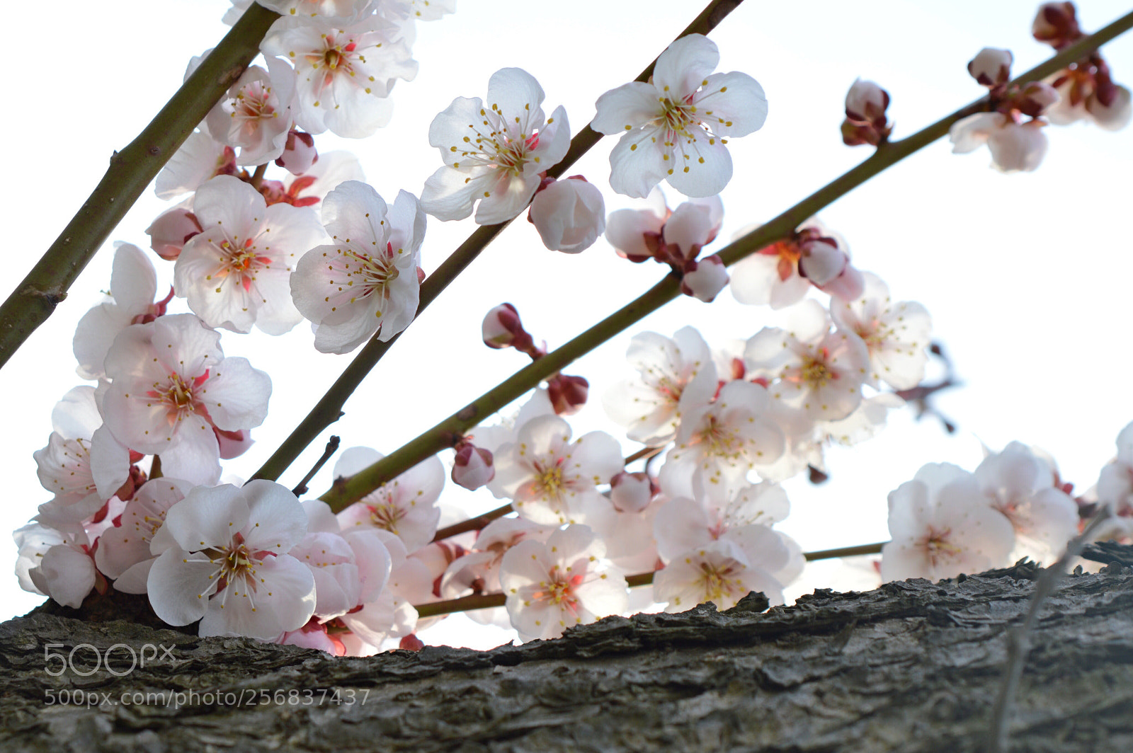 Nikon D3200 sample photo. Japanese apricot photography