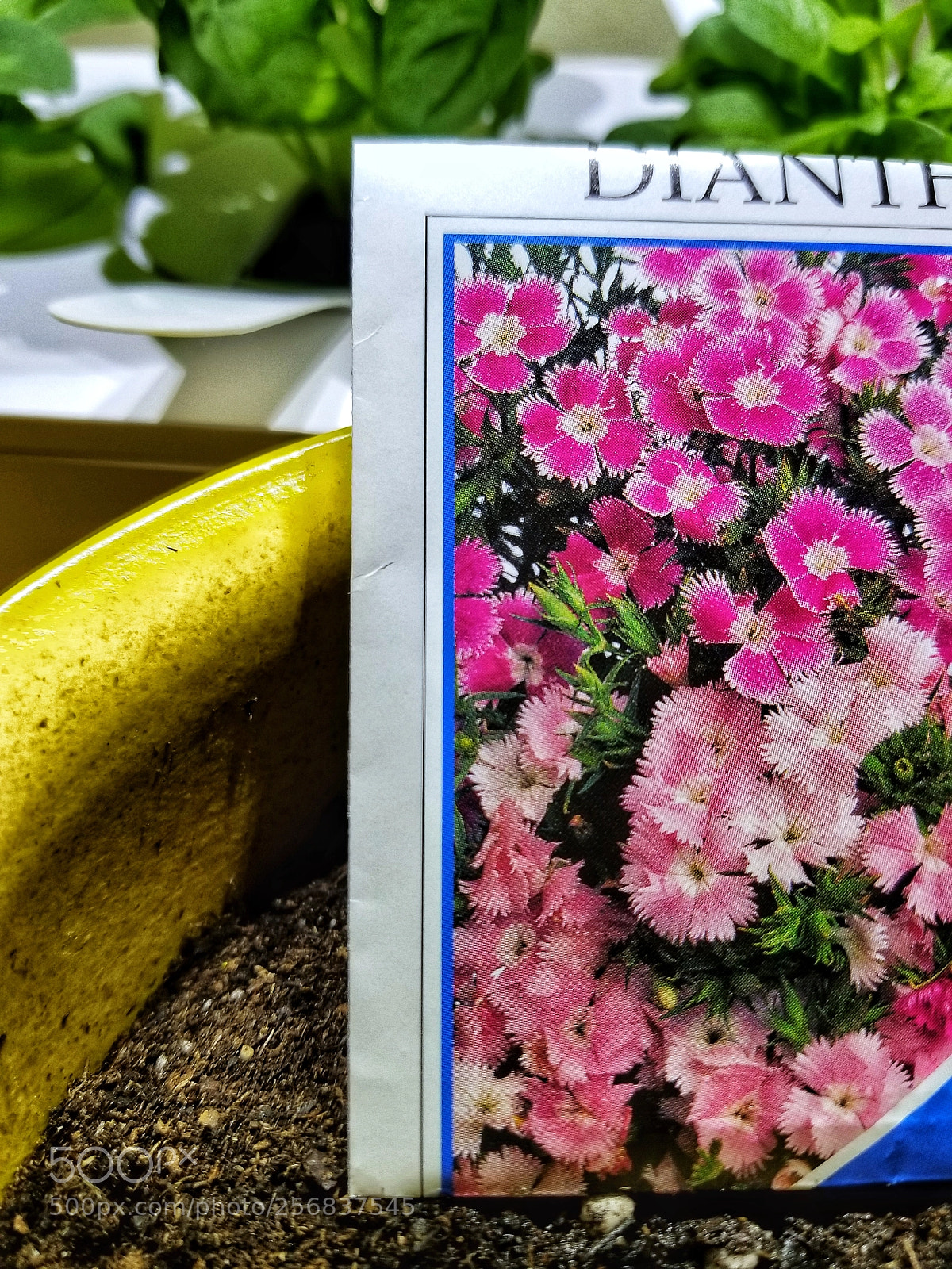 Samsung Galaxy S8+ sample photo. Planting_seeds photography