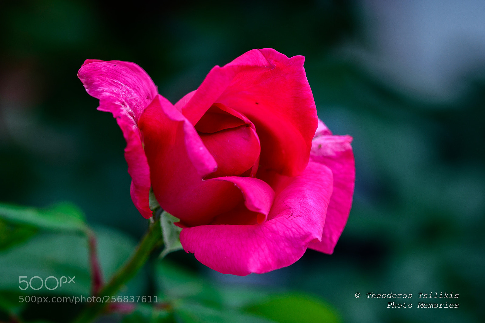 Nikon D7200 sample photo. The romantic flower photography