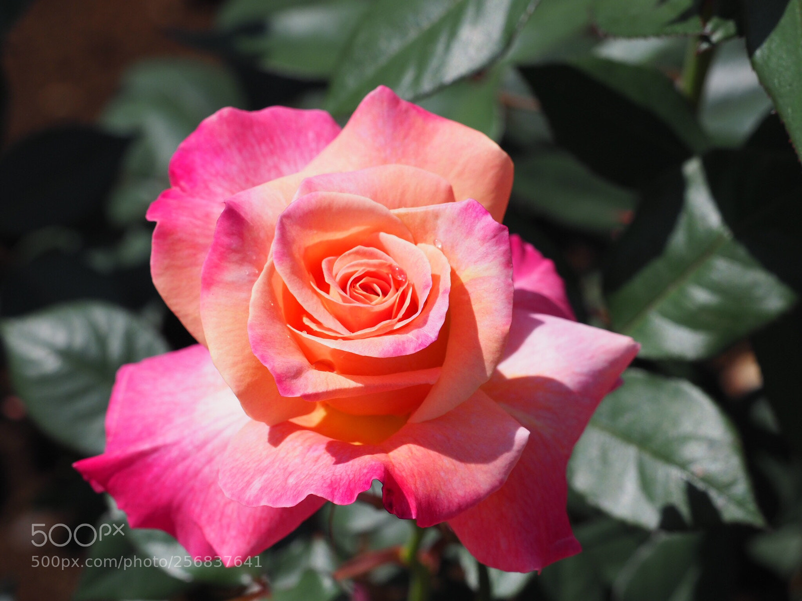 Olympus OM-D E-M1 Mark II sample photo. Rose of enchantment photography