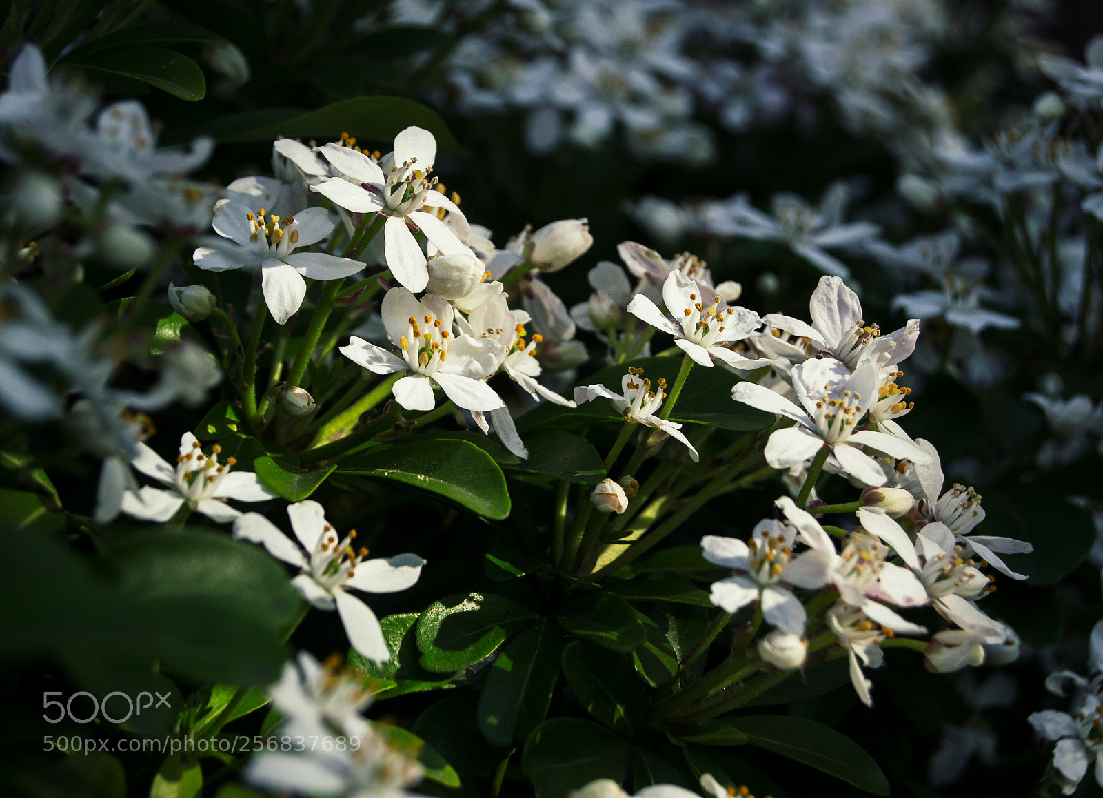 Nikon D3100 sample photo. Sunbathing flowers photography