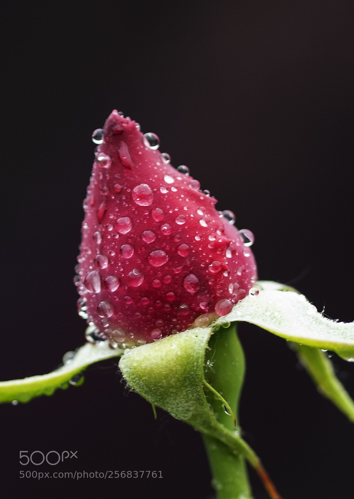 Fujifilm X-T2 sample photo. Flower 花 photography