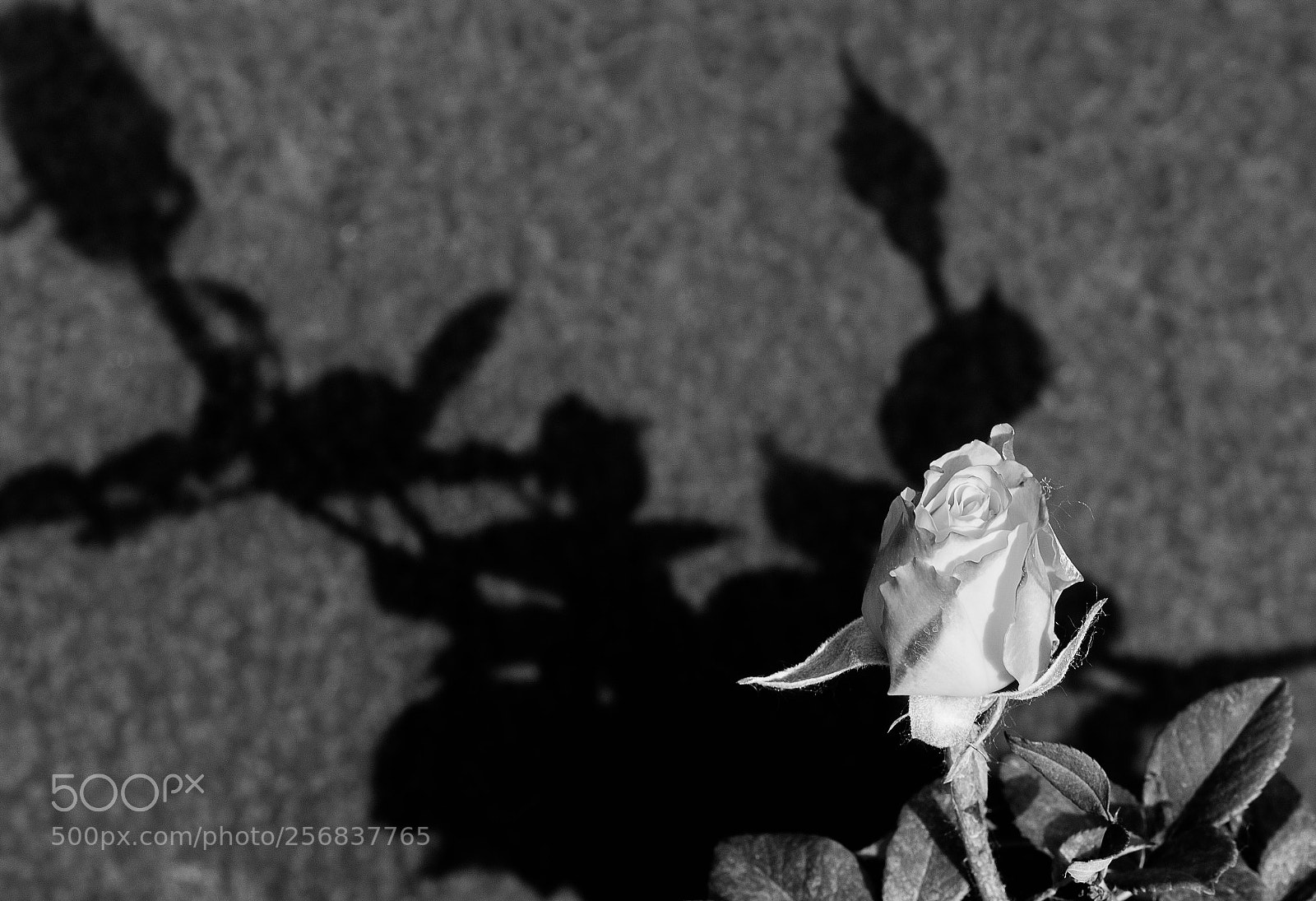 Fujifilm X-T2 sample photo. Flower 花 photography