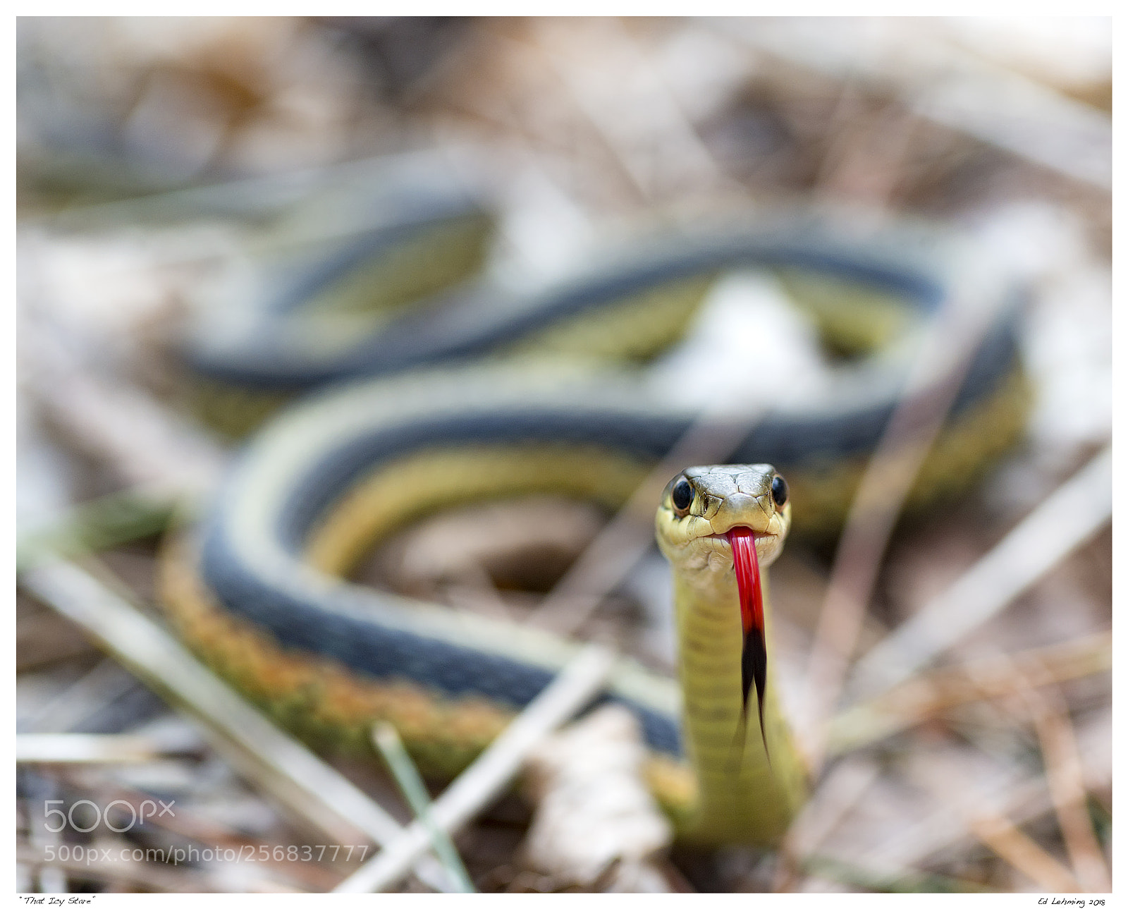 Nikon D800 sample photo. That icy stare photography