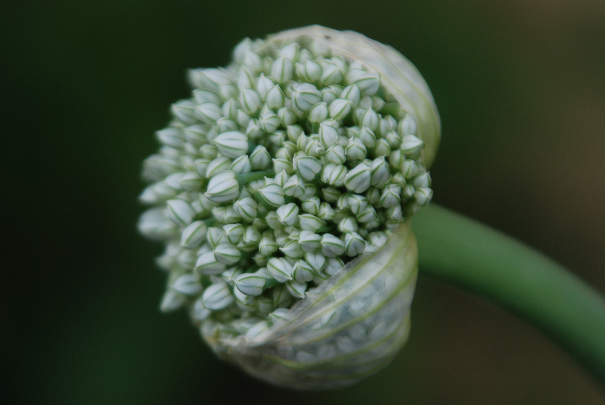 Nikon D80 sample photo. Blooming onion photography