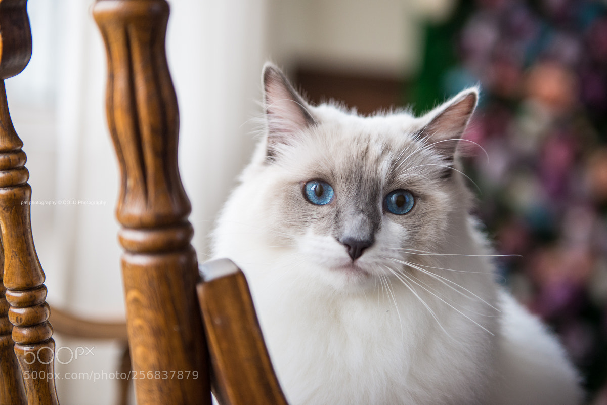 Nikon D610 sample photo. Cute felis catus ragdoll photography