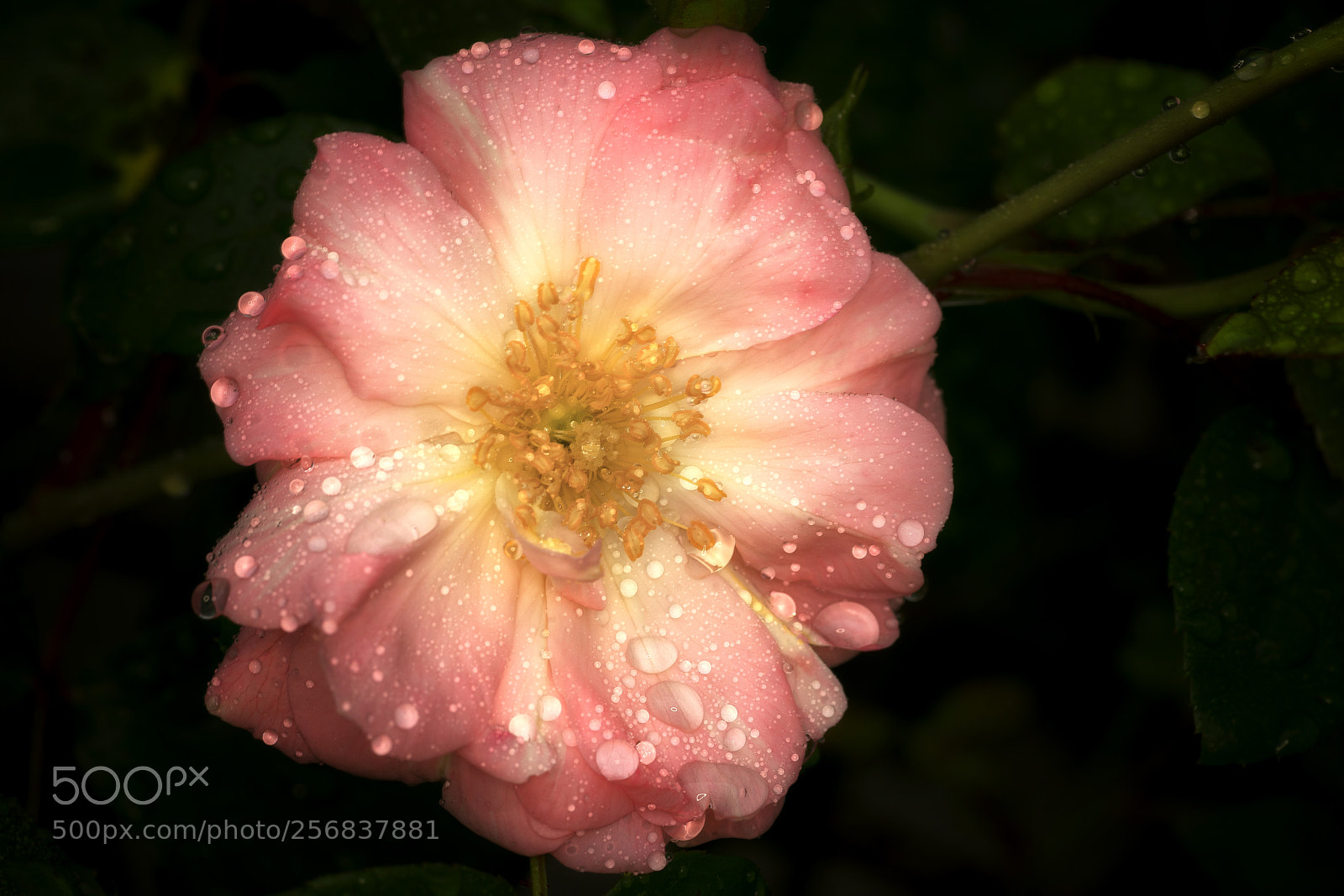 Sony a7R III sample photo. Rose - after the photography