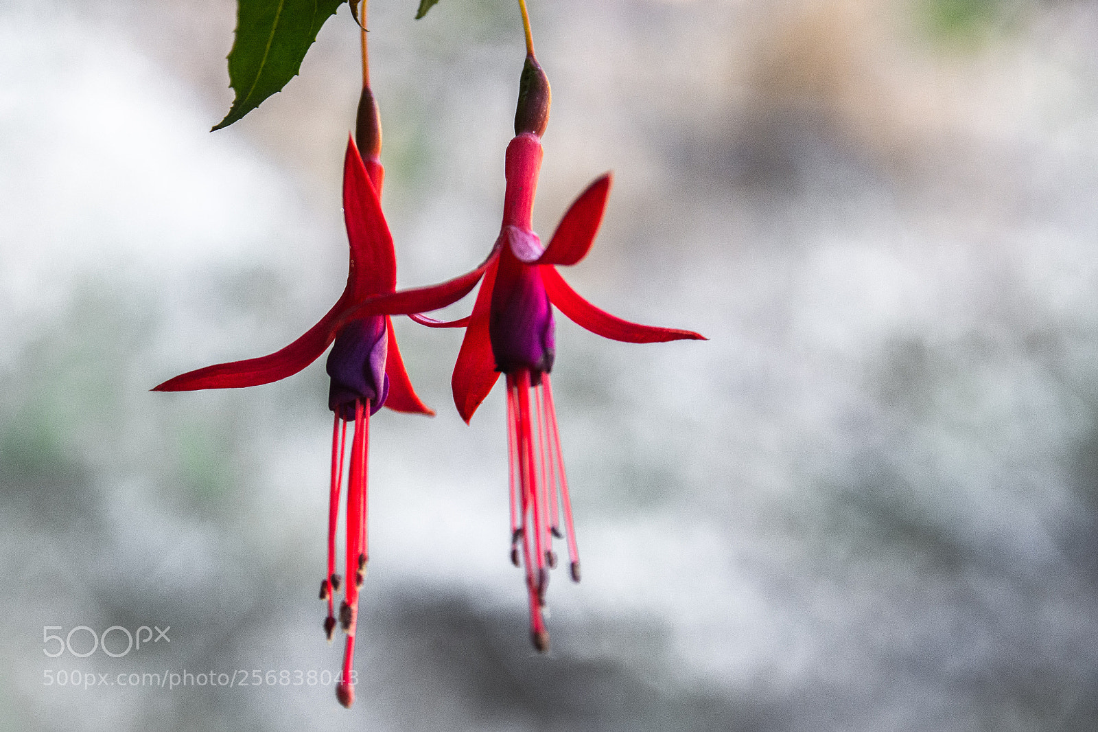 Nikon D7100 sample photo. Pareja de flor! photography