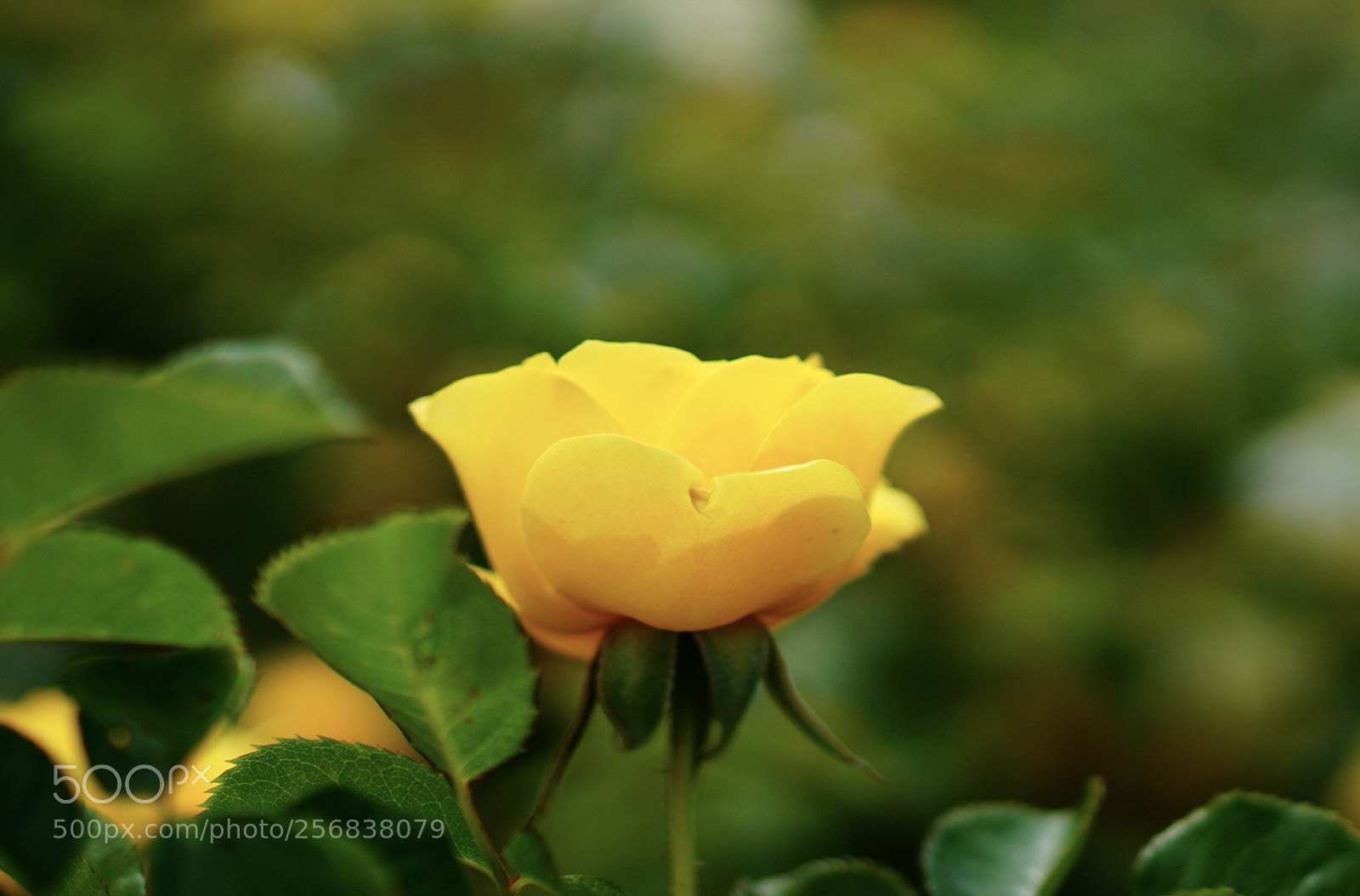 Sony a6000 sample photo. Yellow flower at the photography